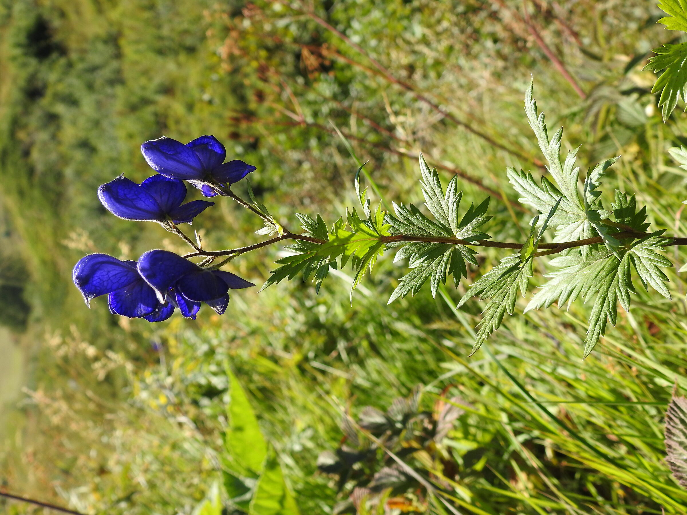 Aconitum plicantum