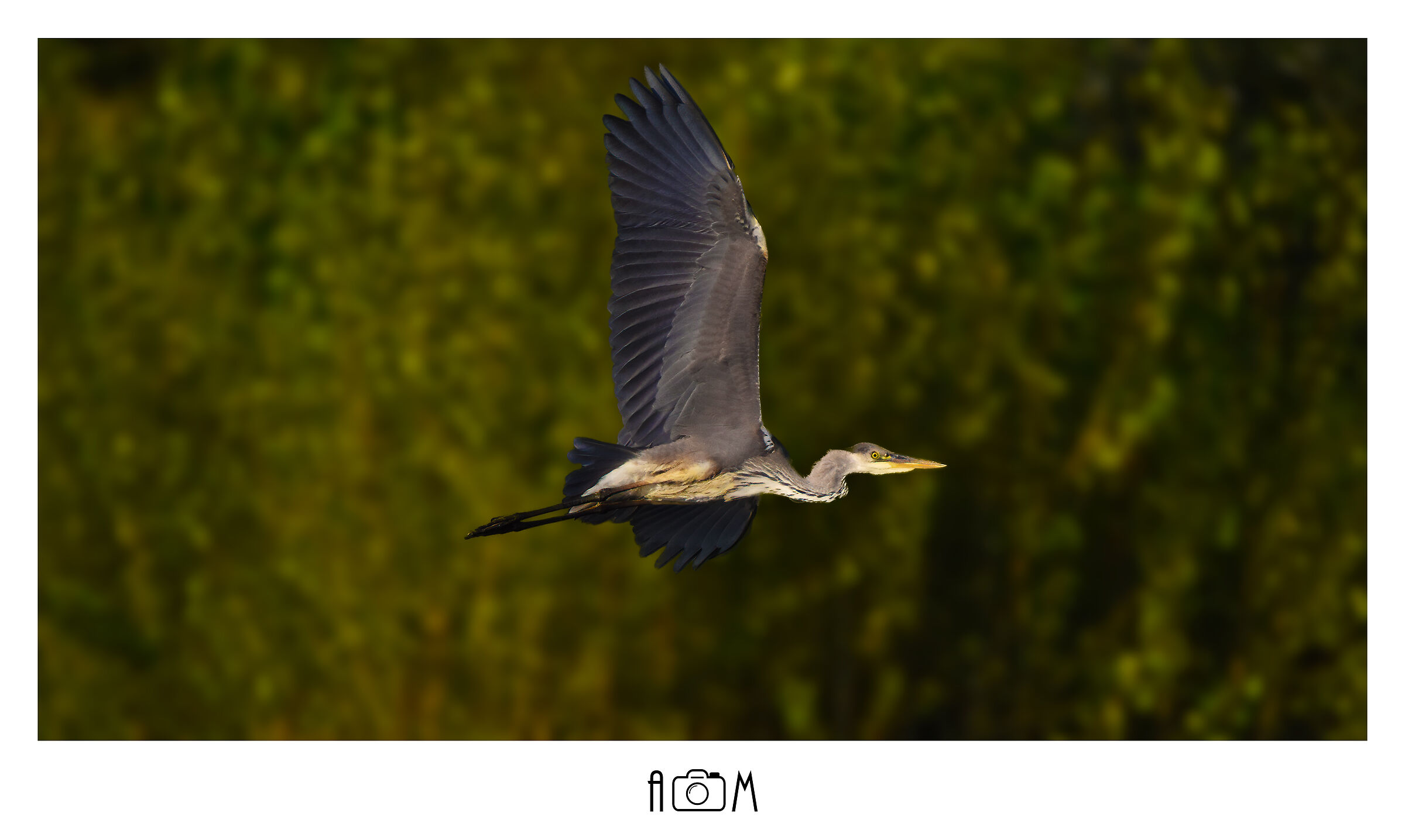 Heron