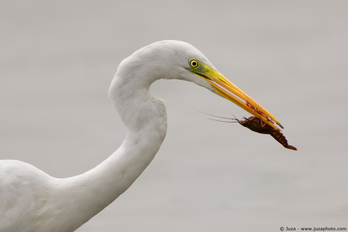 Egretta alba (Airone Bianco), 002667