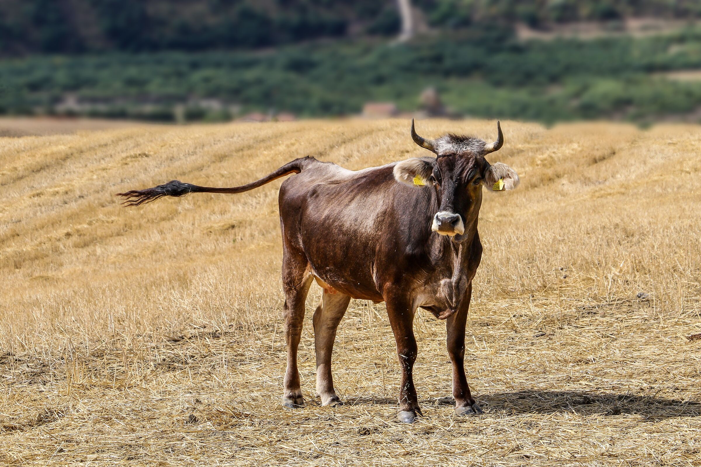 Modicana, forse.....