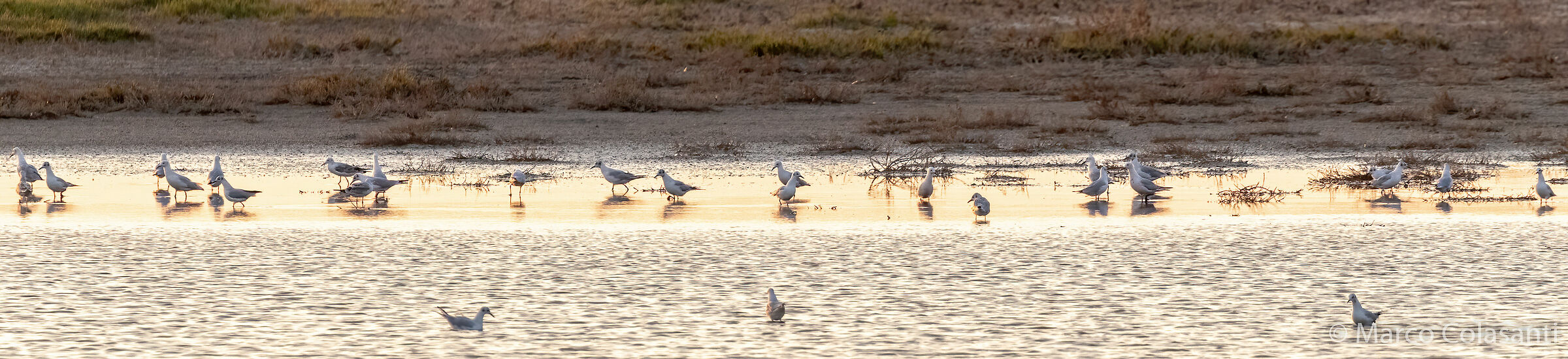 Seagulls at dawn