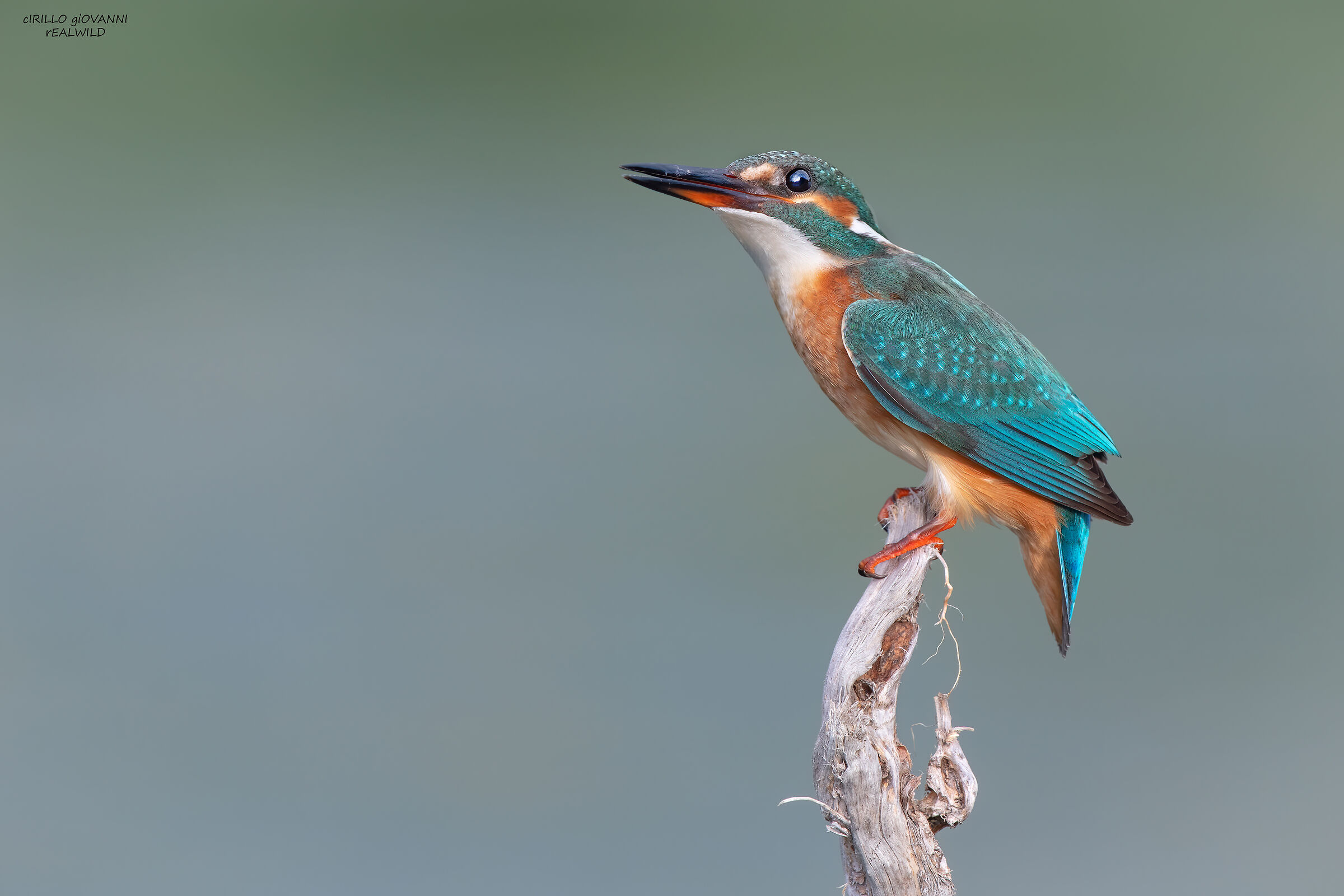 A beautiful young Martina in 5k