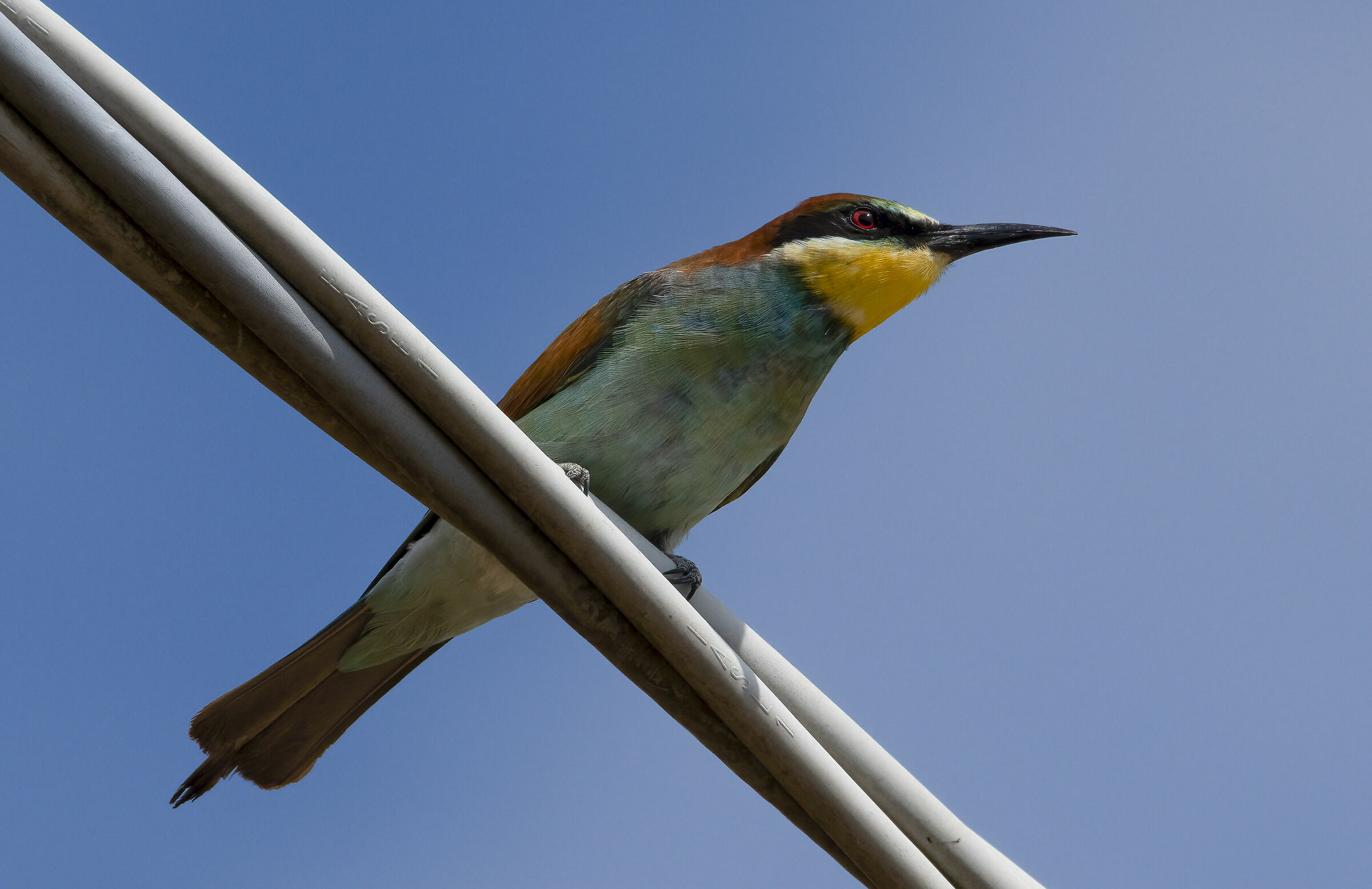 Bee-eater