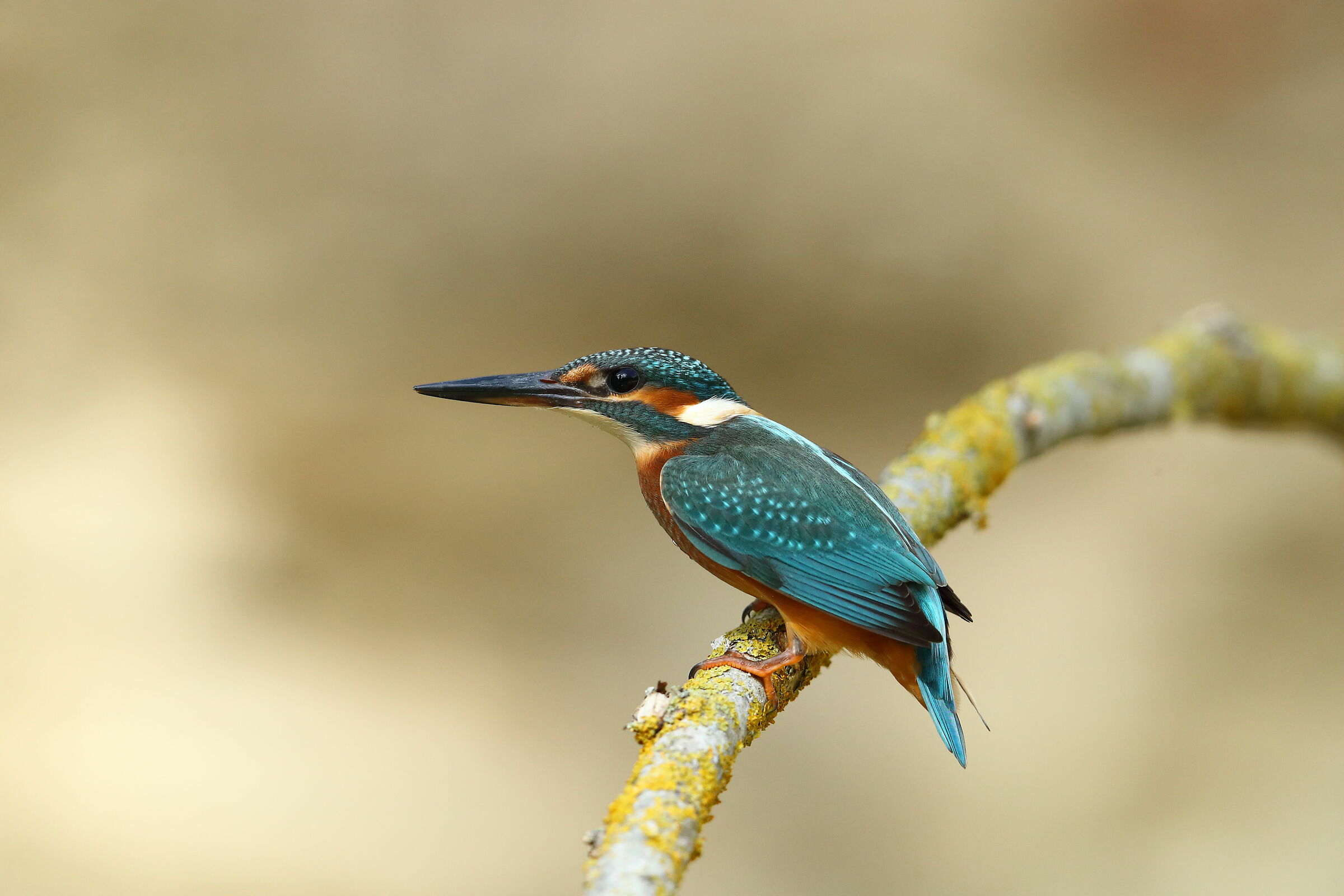 Martin fisherman f.