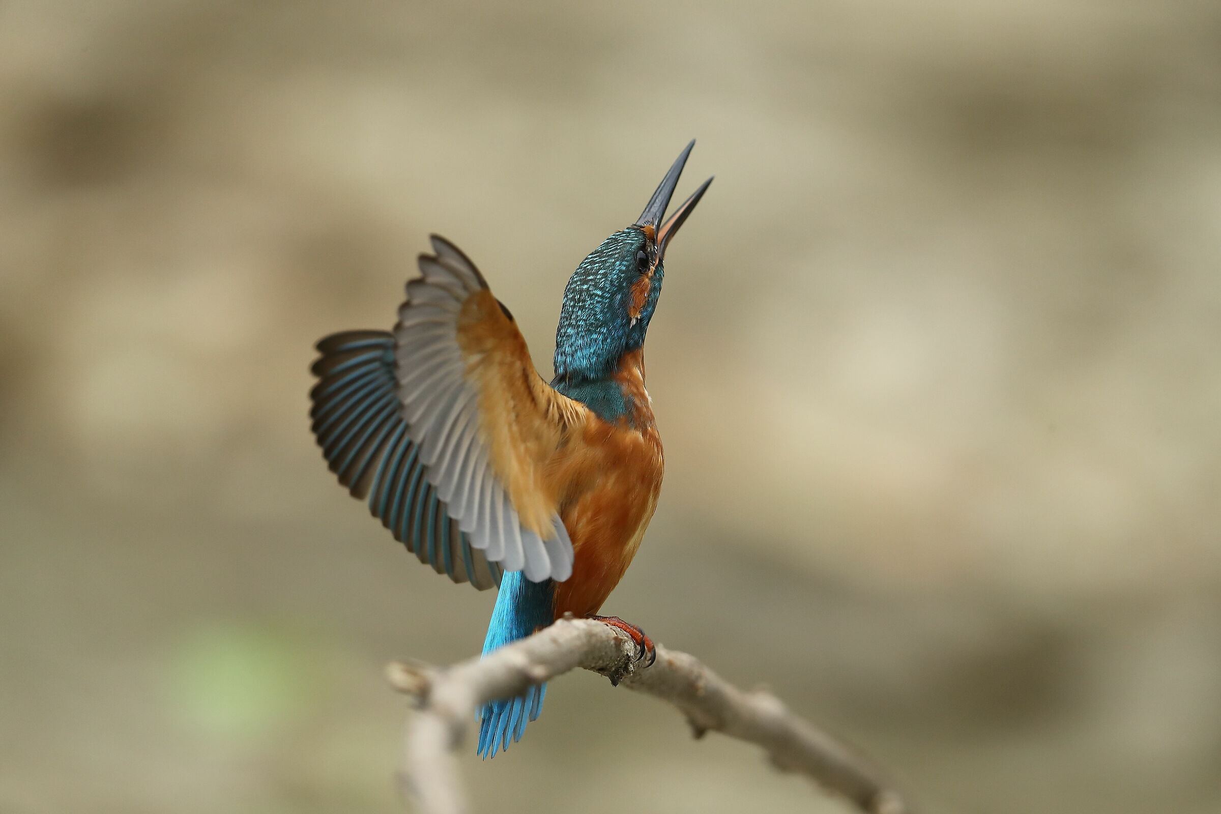 kingfisher m.