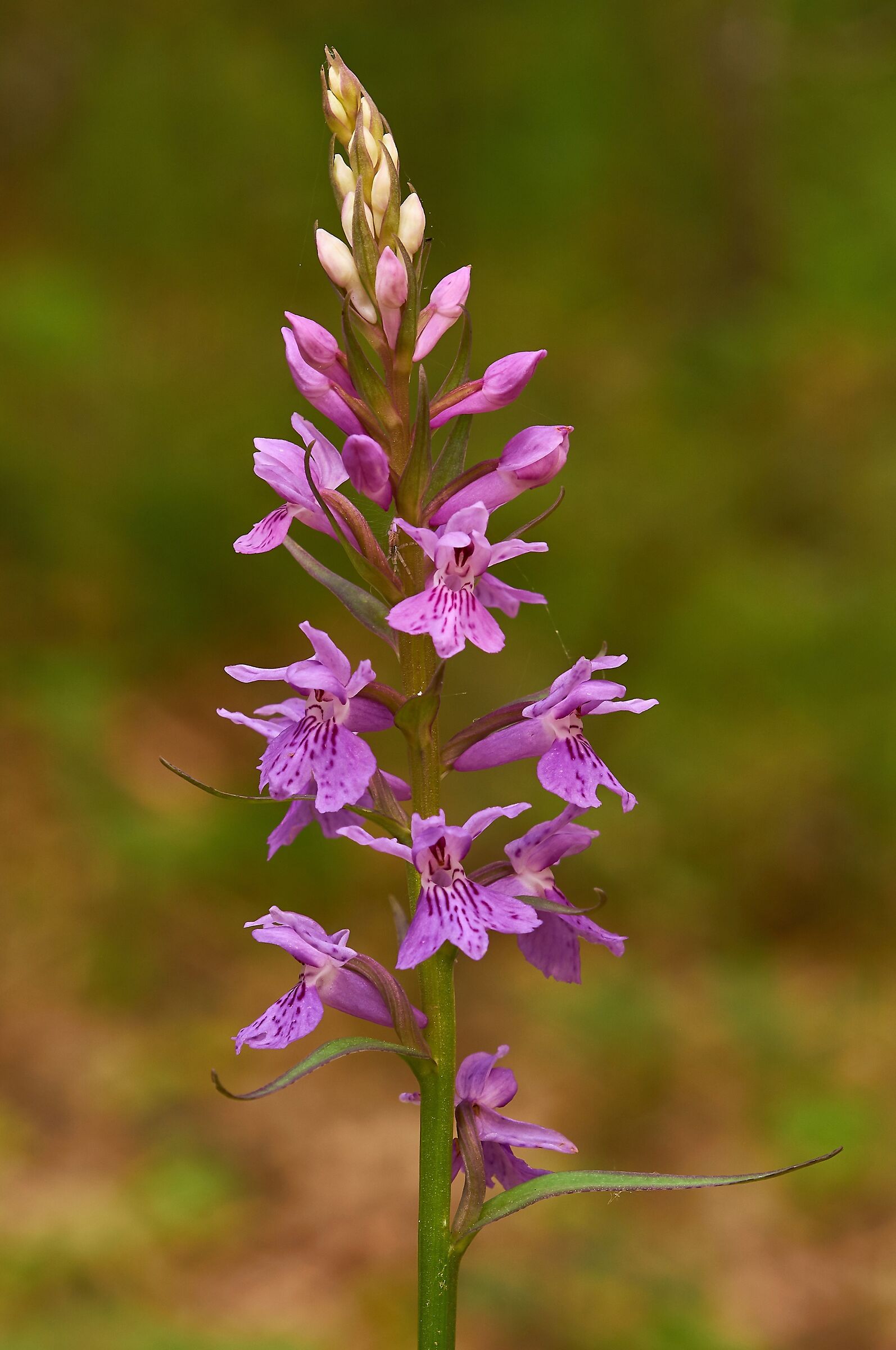 Spotted dactylorhiza