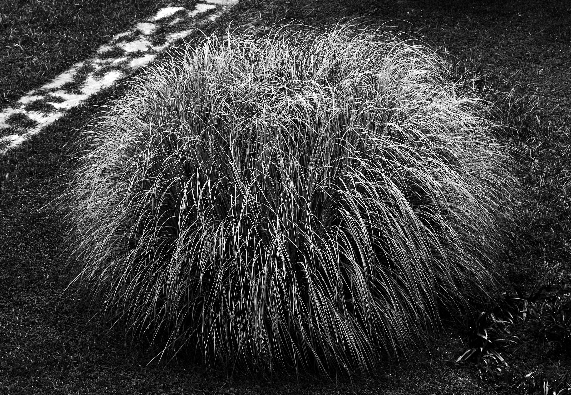 Cortaderia Selloana (Erba della Pampa)