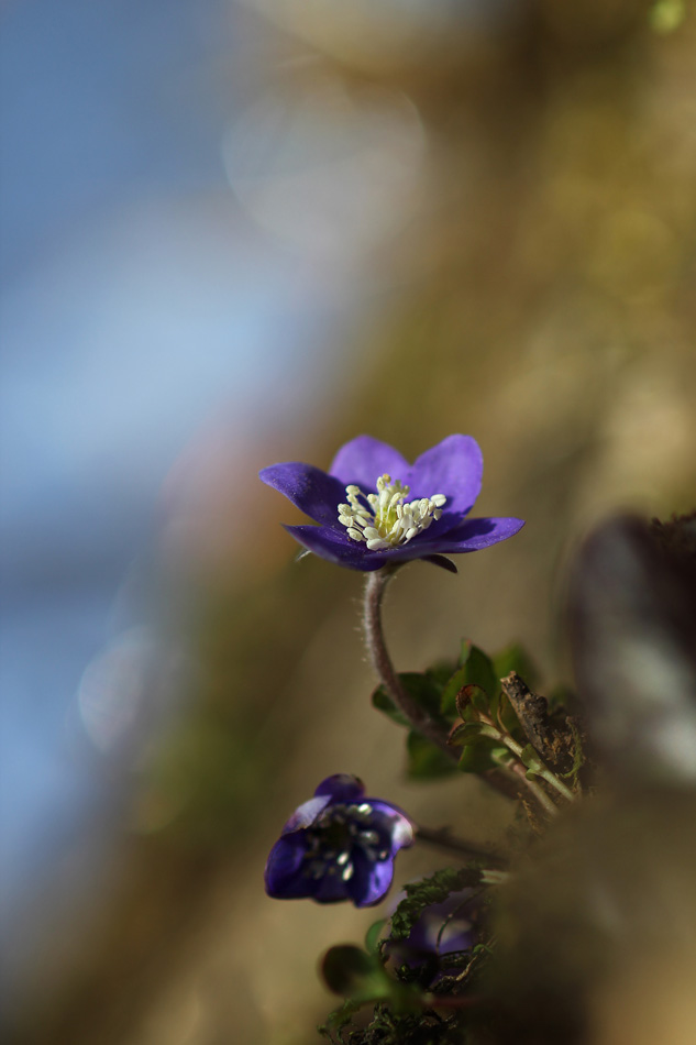 Hepatica nobilis