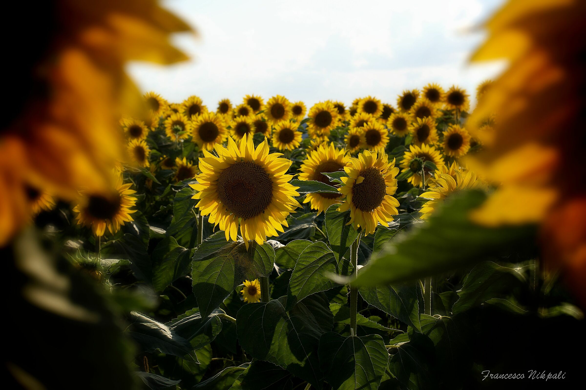 Tra i girasoli