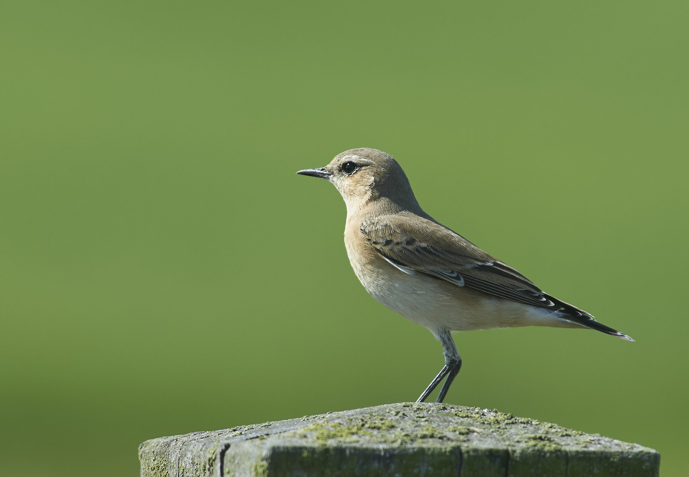 Northern Wheatear