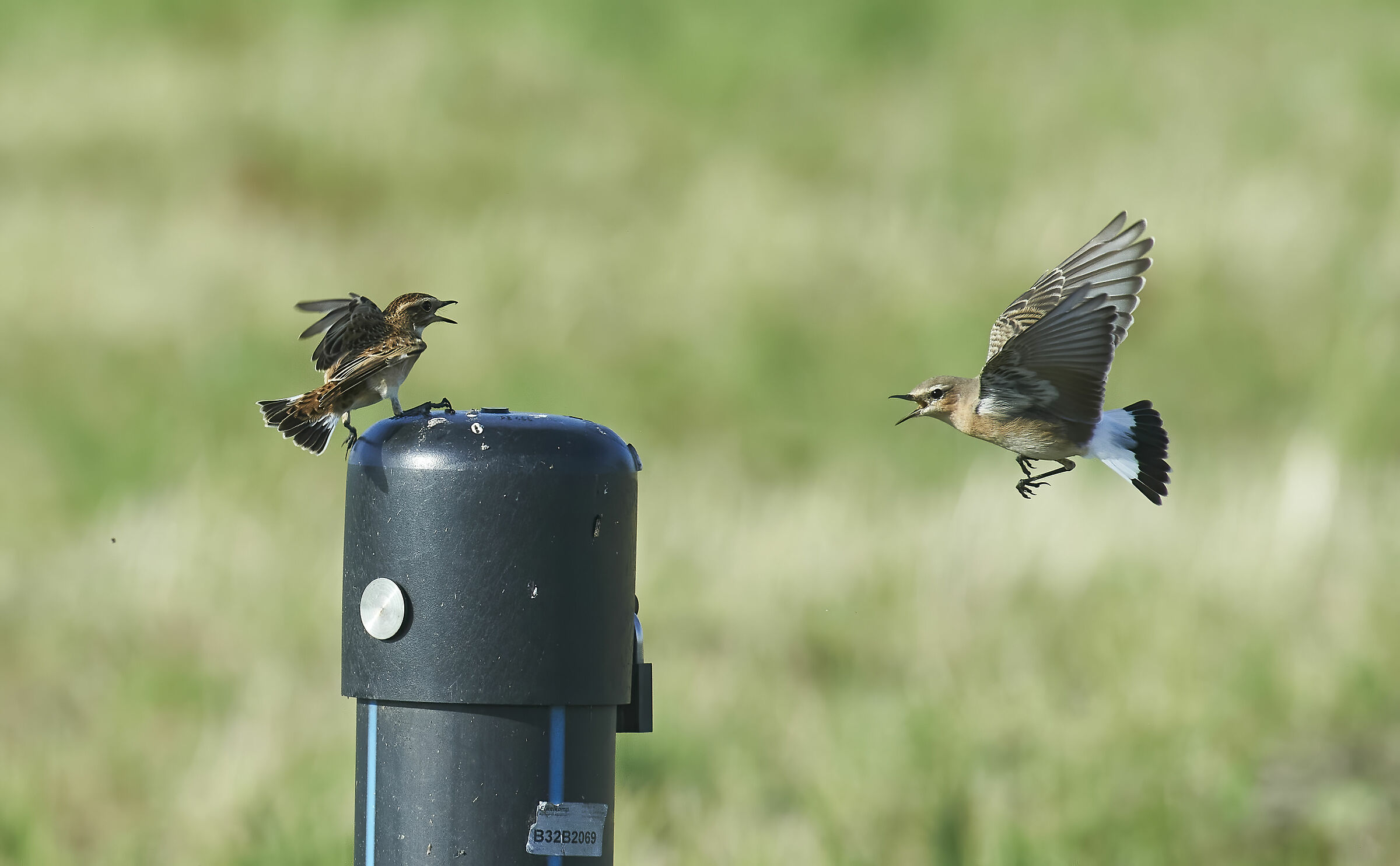 Whinchat & Northern Wheatear battle
