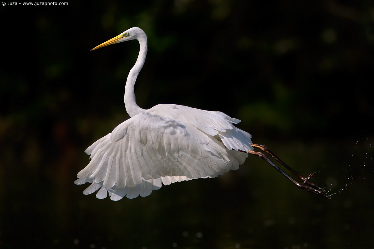 Egretta alba (White Heron), 003419