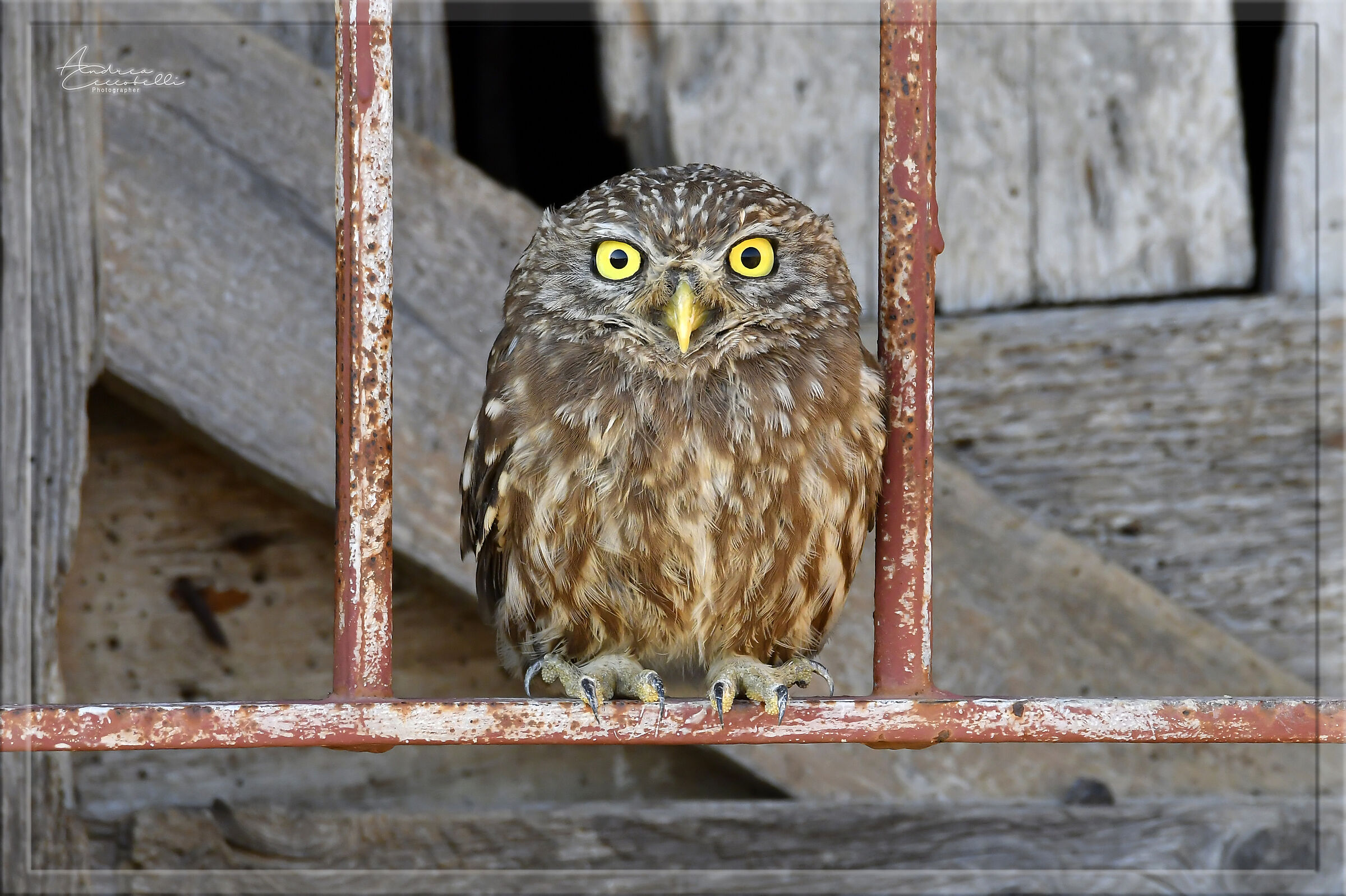 Civetta - Athene noctua