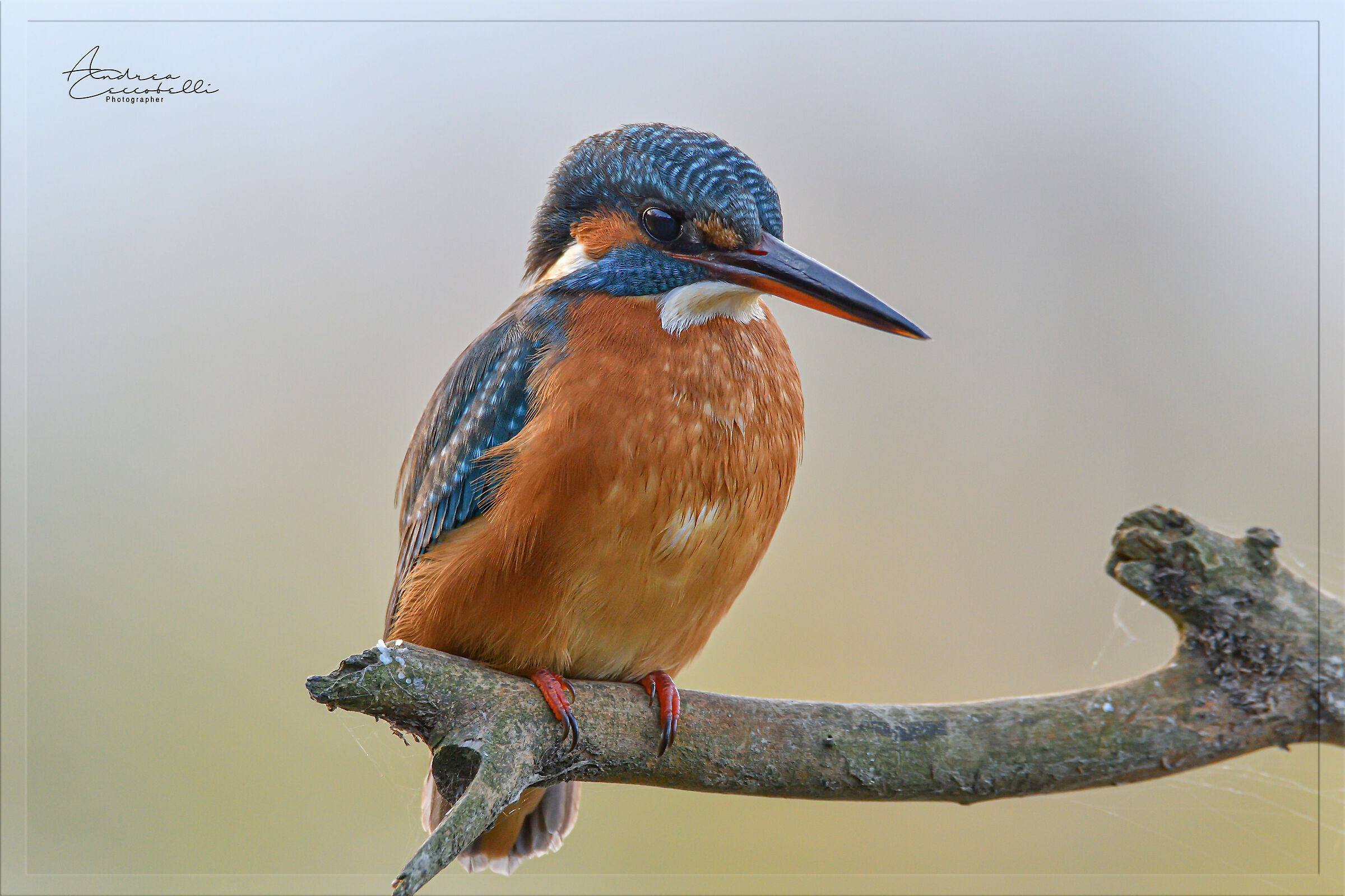 Martin pescatore - Alcedo atthis