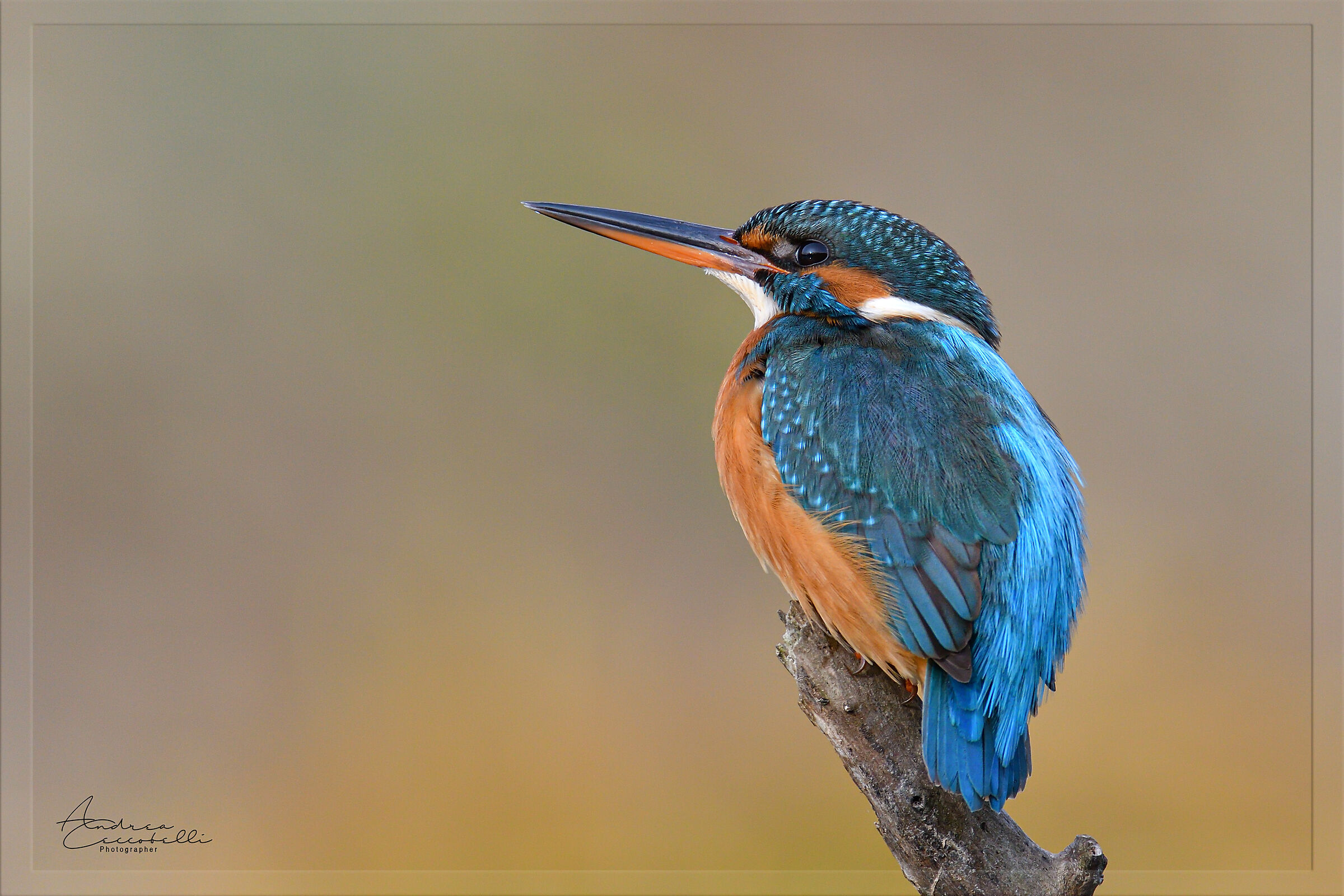 Martin pescatore - Alcedo atthis