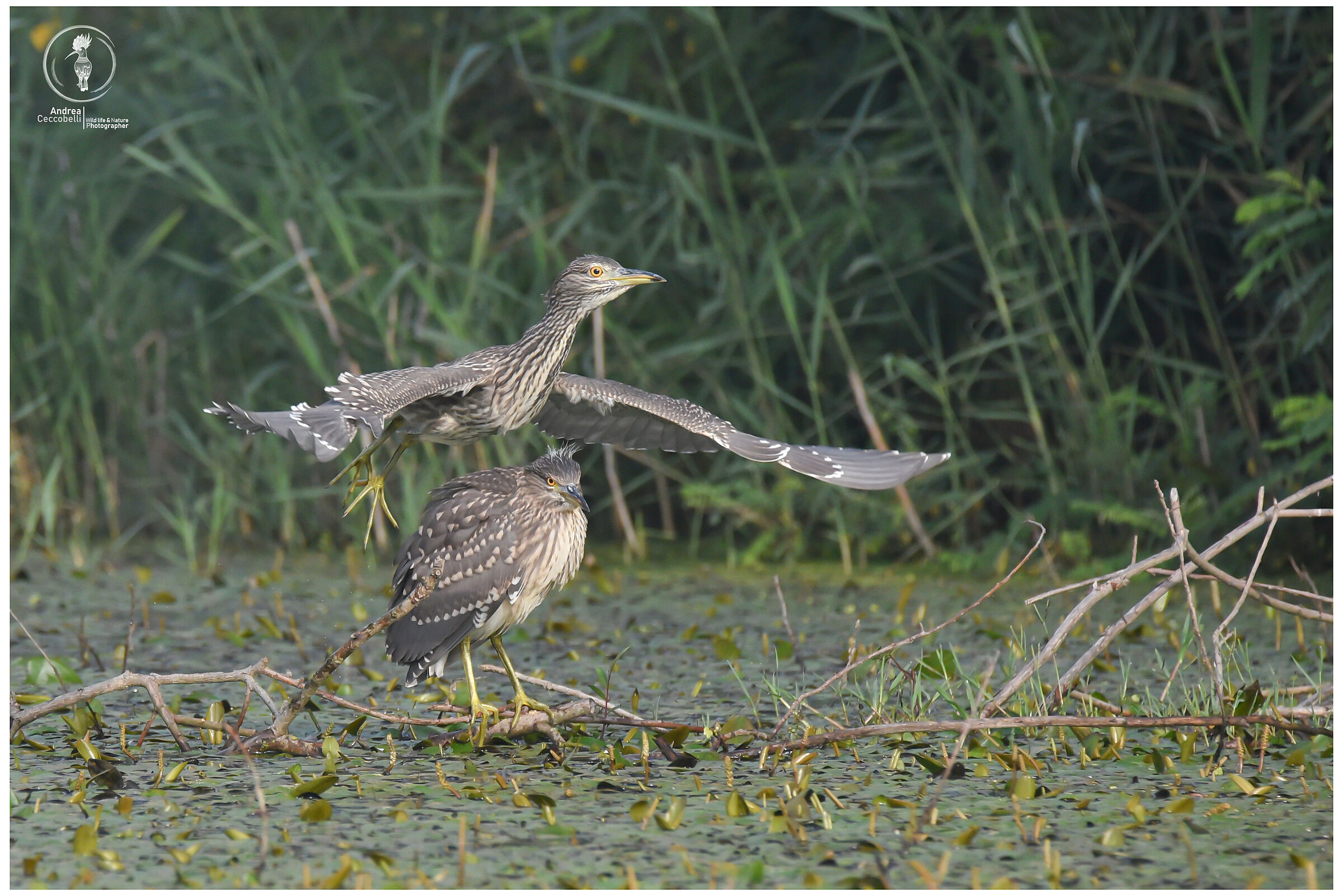 Nitticore giovani - Nycticorax nycticorax