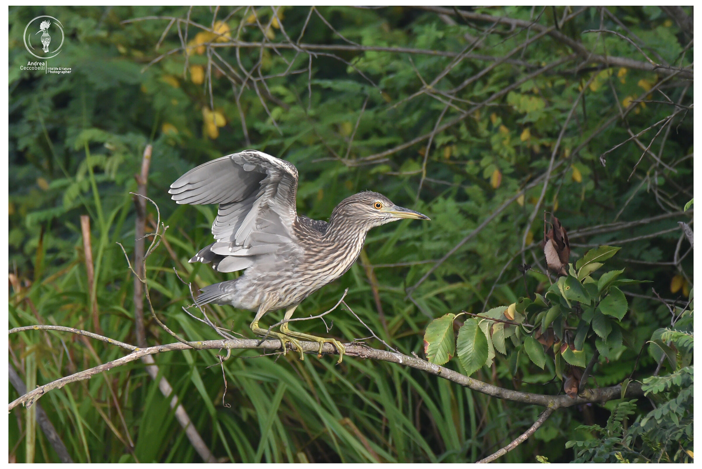 Nitticora giovane - Nycticorax nycticorax
