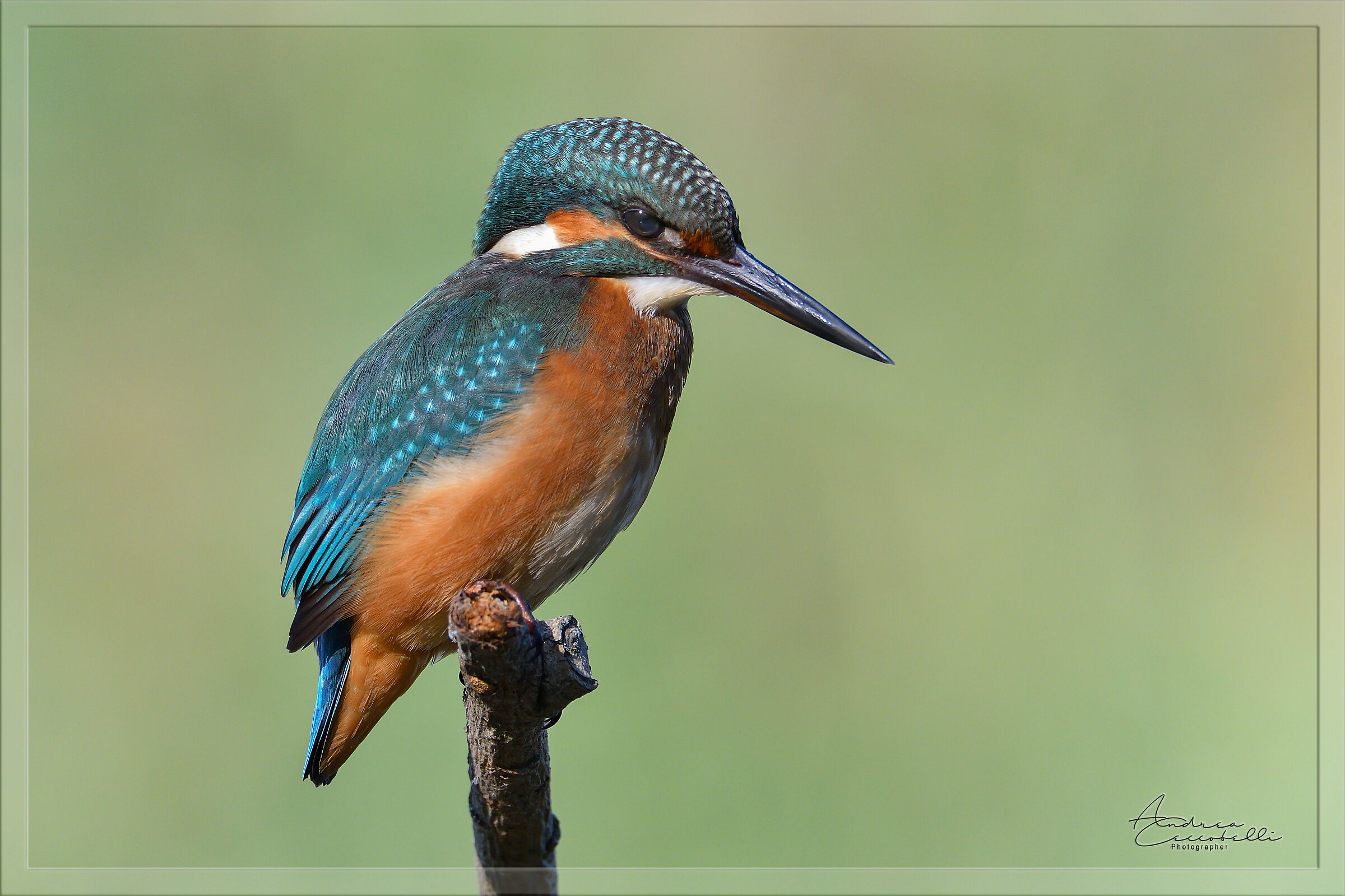 Martin pescatore - Alcedo atthis