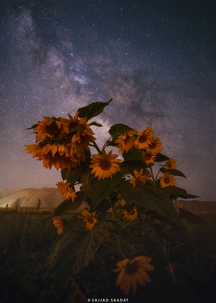 The Milky Way Galaxy and Sunflowers
