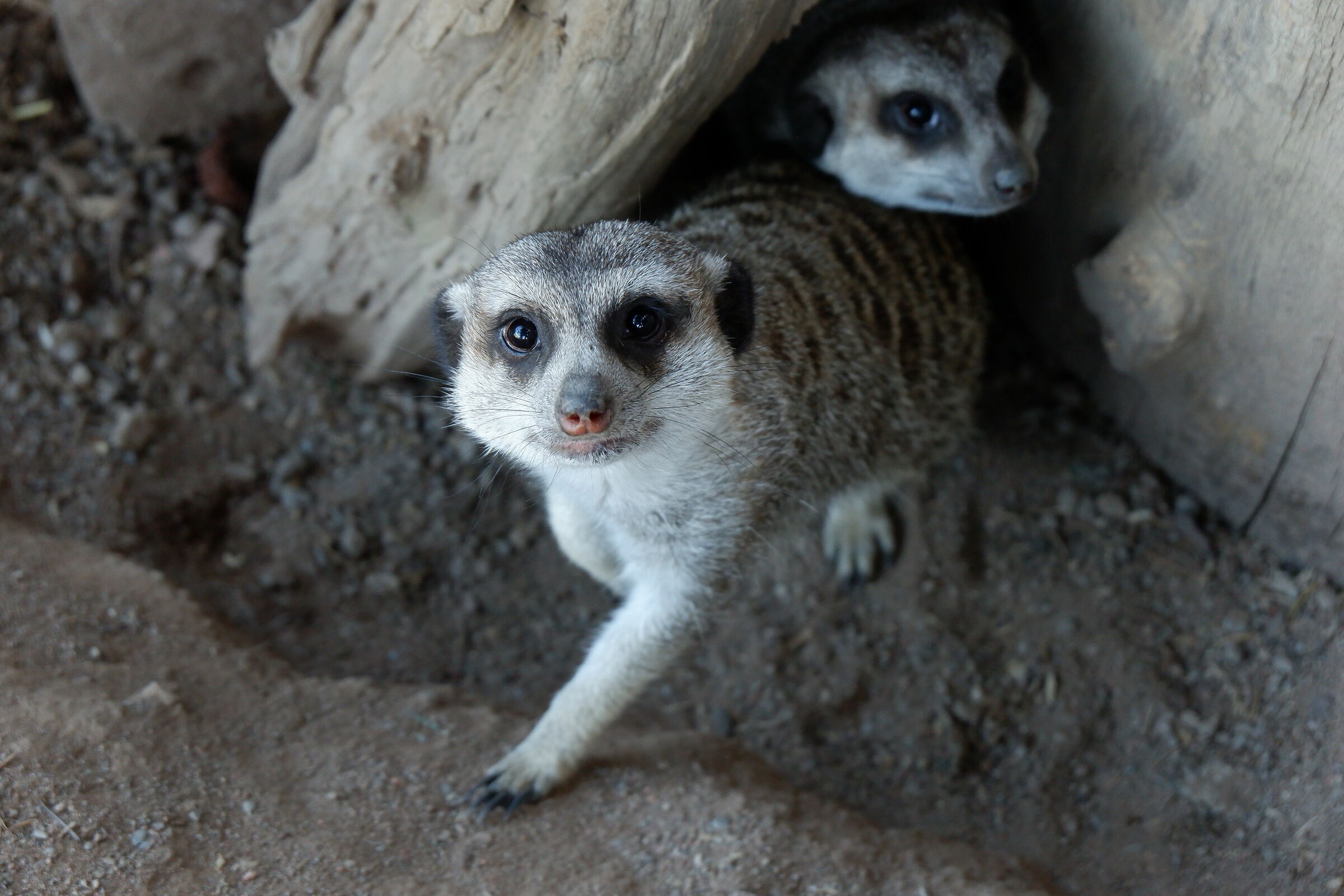 Meerkats