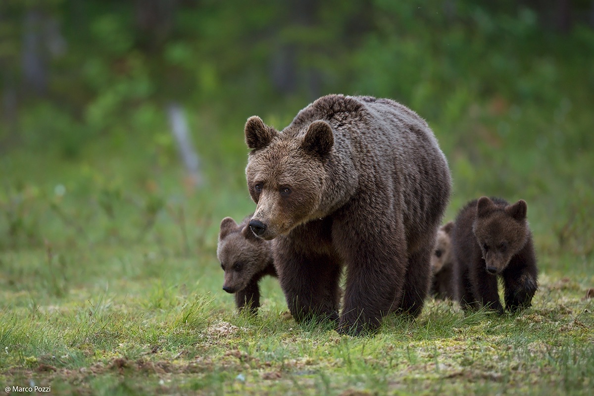 Brown bears in the forest
