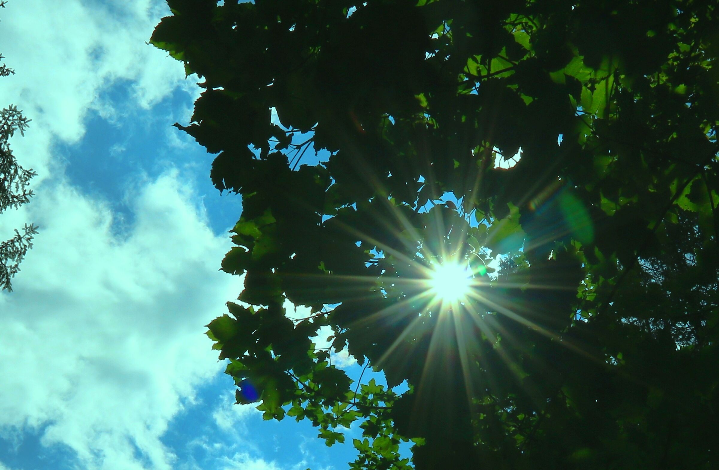 sun among the leaves