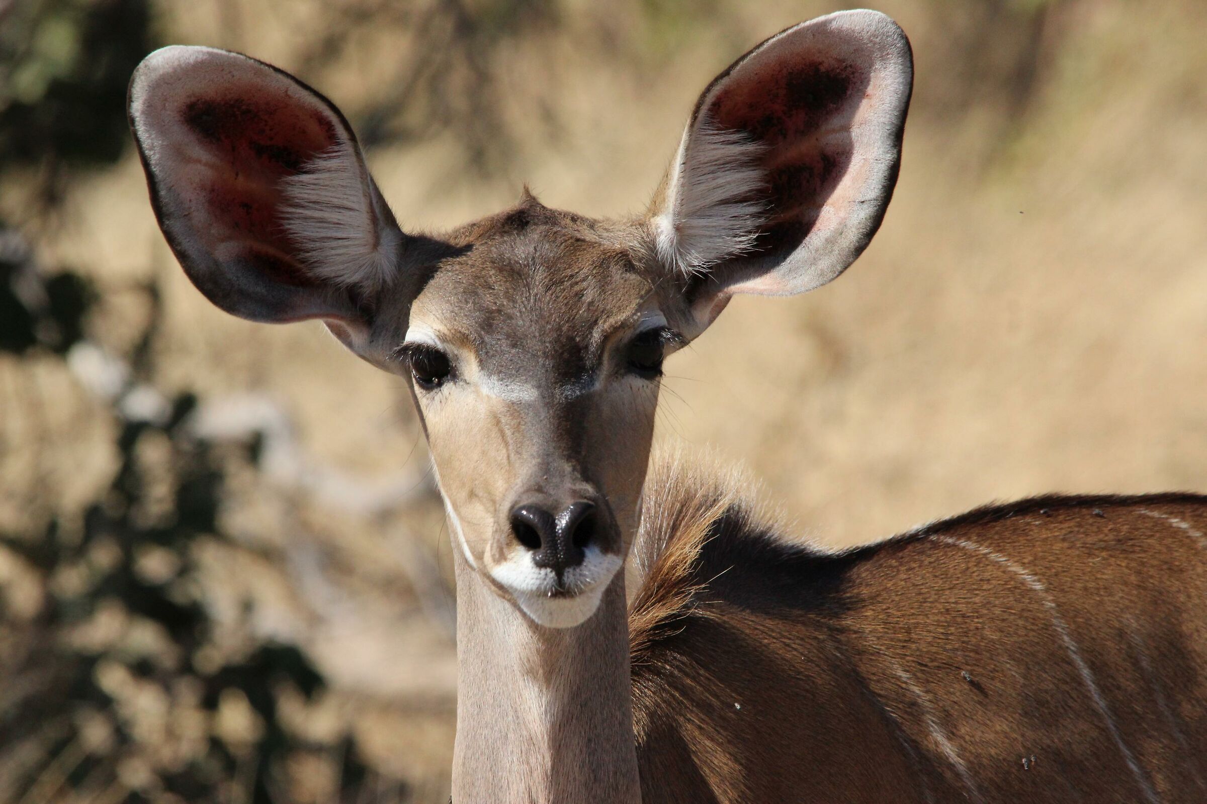 Don't look at me... I hear you!!