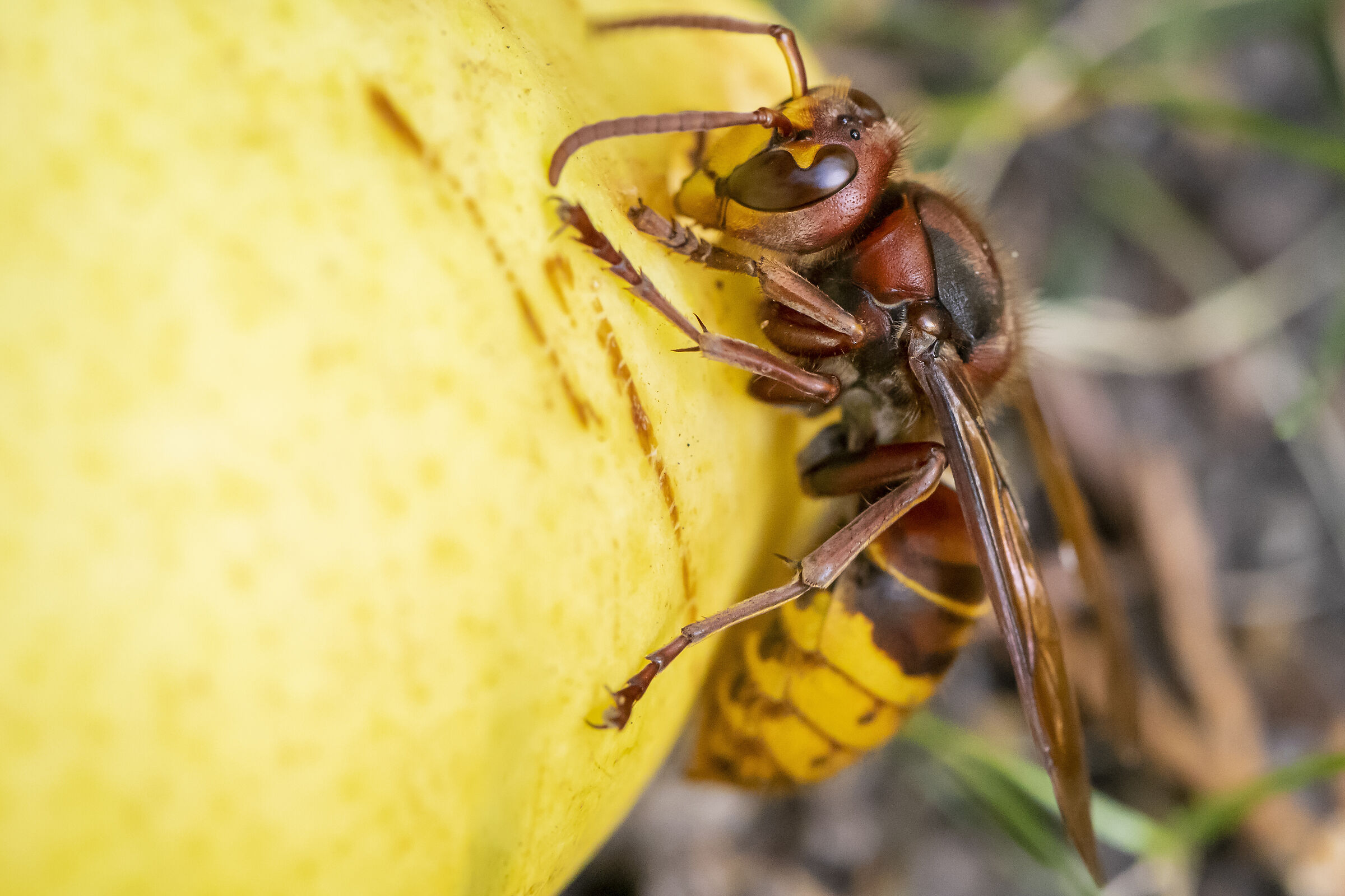 Vespa Crabro si fa una pera...