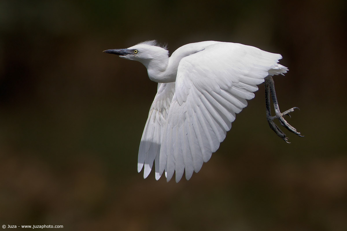 Bubulcus Ibis (Airone Guardabuoi), 002775