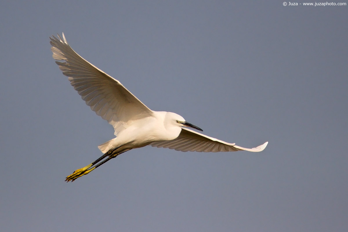 Egret Little Egret (Egret), 003688