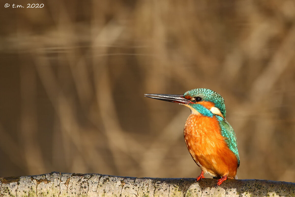 Piccole donne crescono