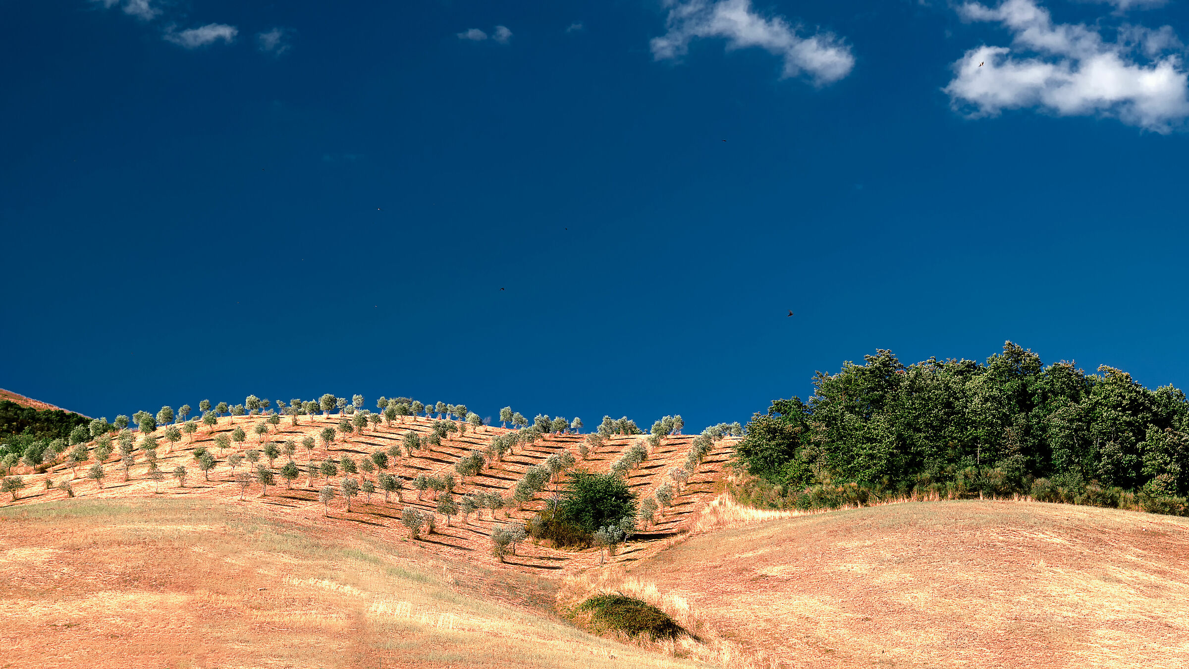 tipiche colline del centro italia