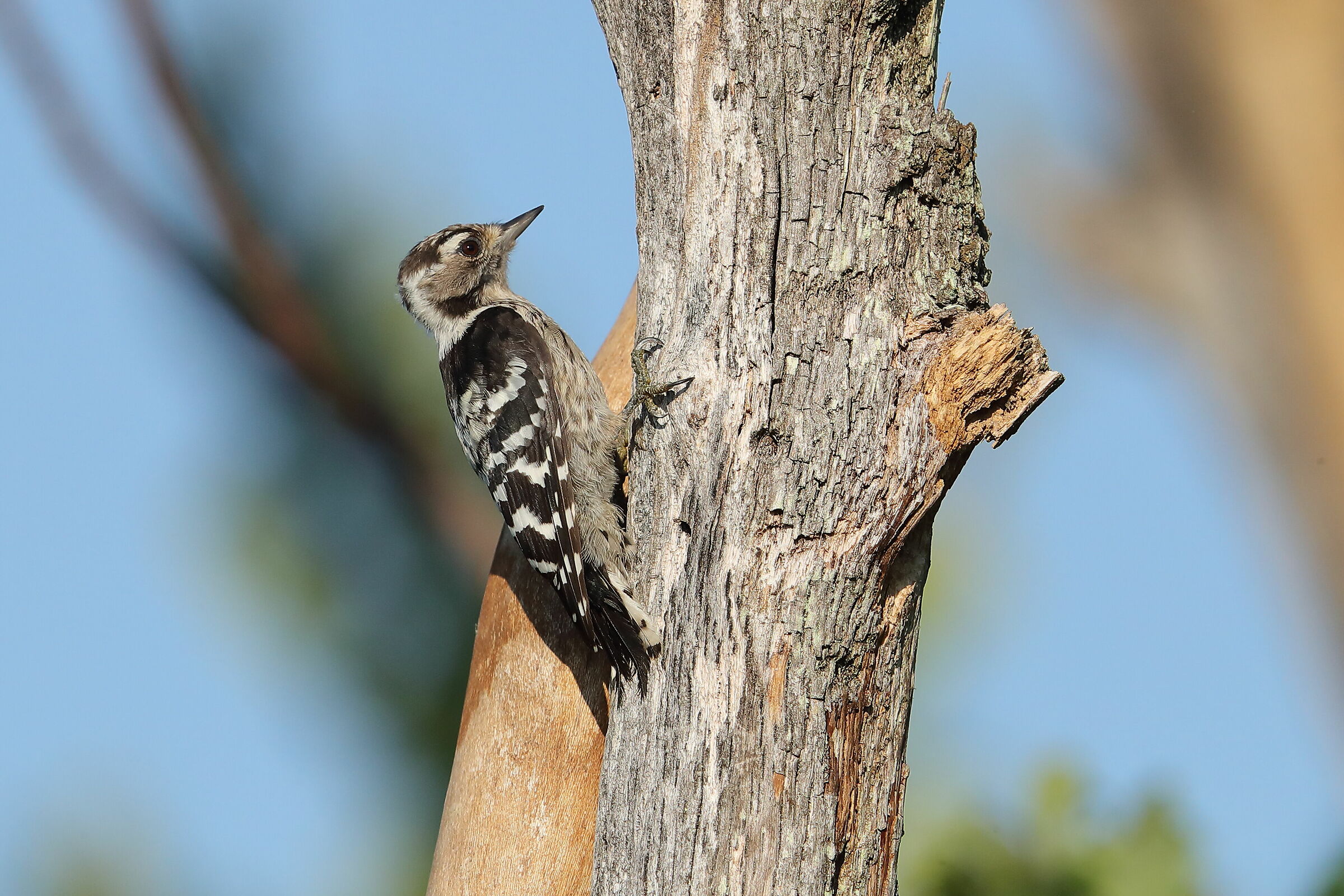 Minor red woodpecker m.