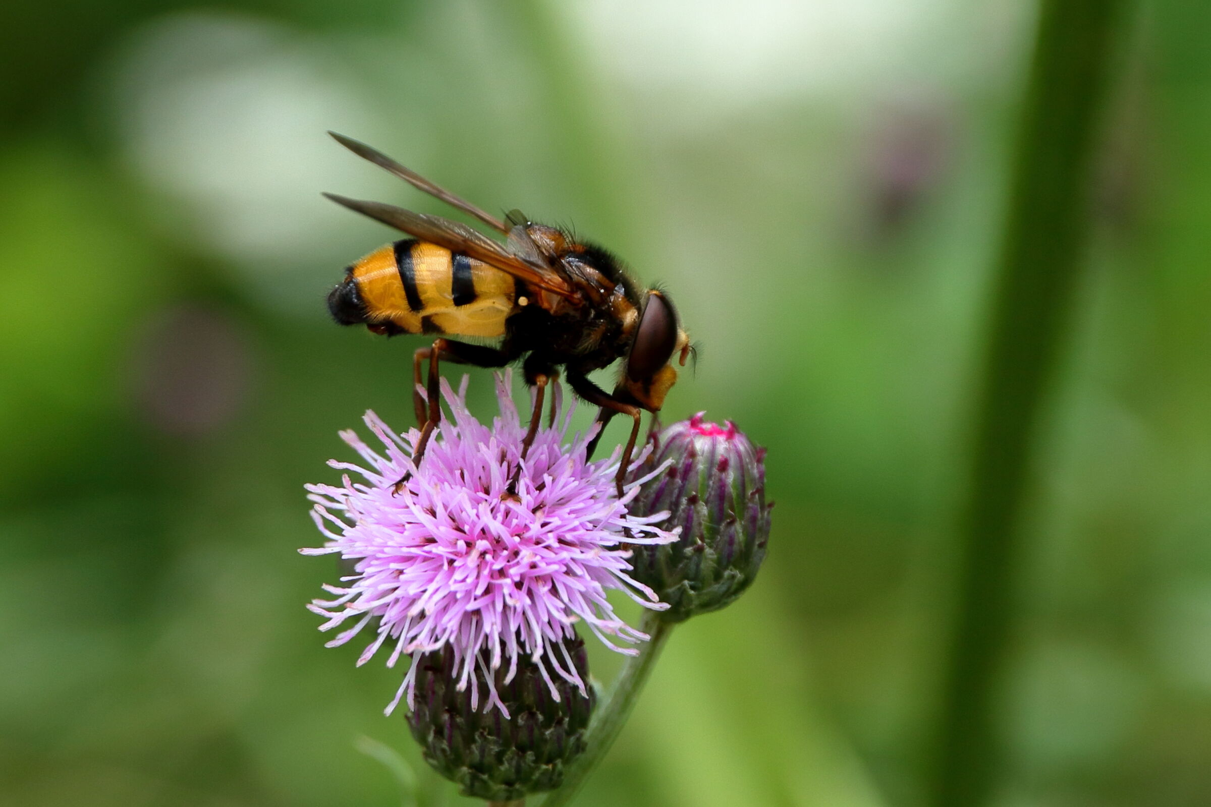 how good this flower