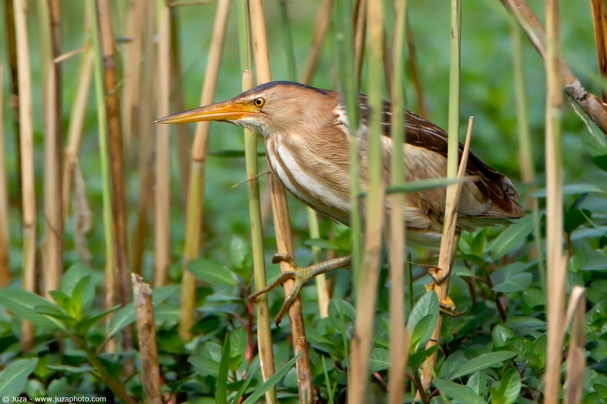 Ixobrychus minutus (Tarabusino), 002686