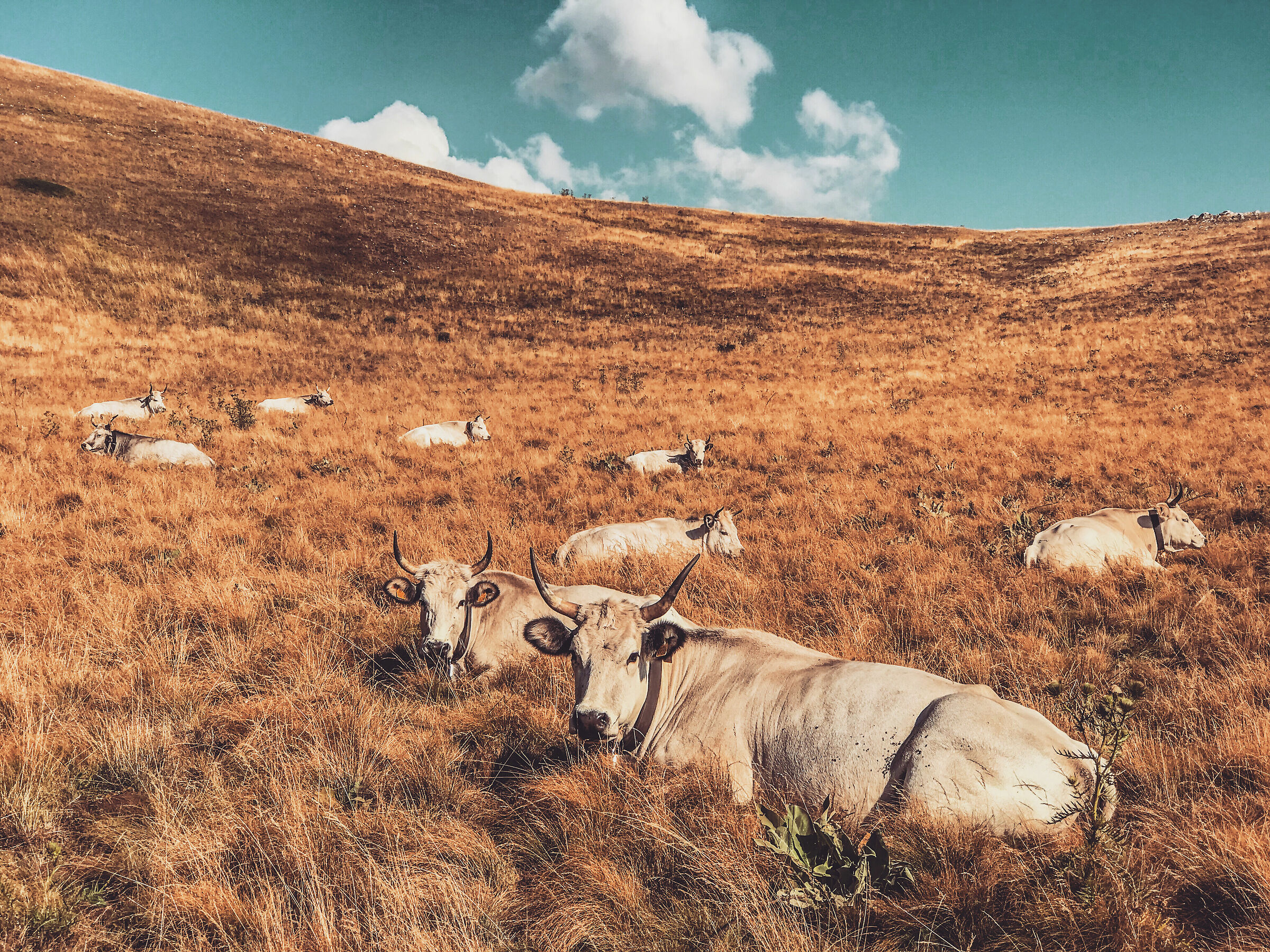 Riposo a Campo Imperatore