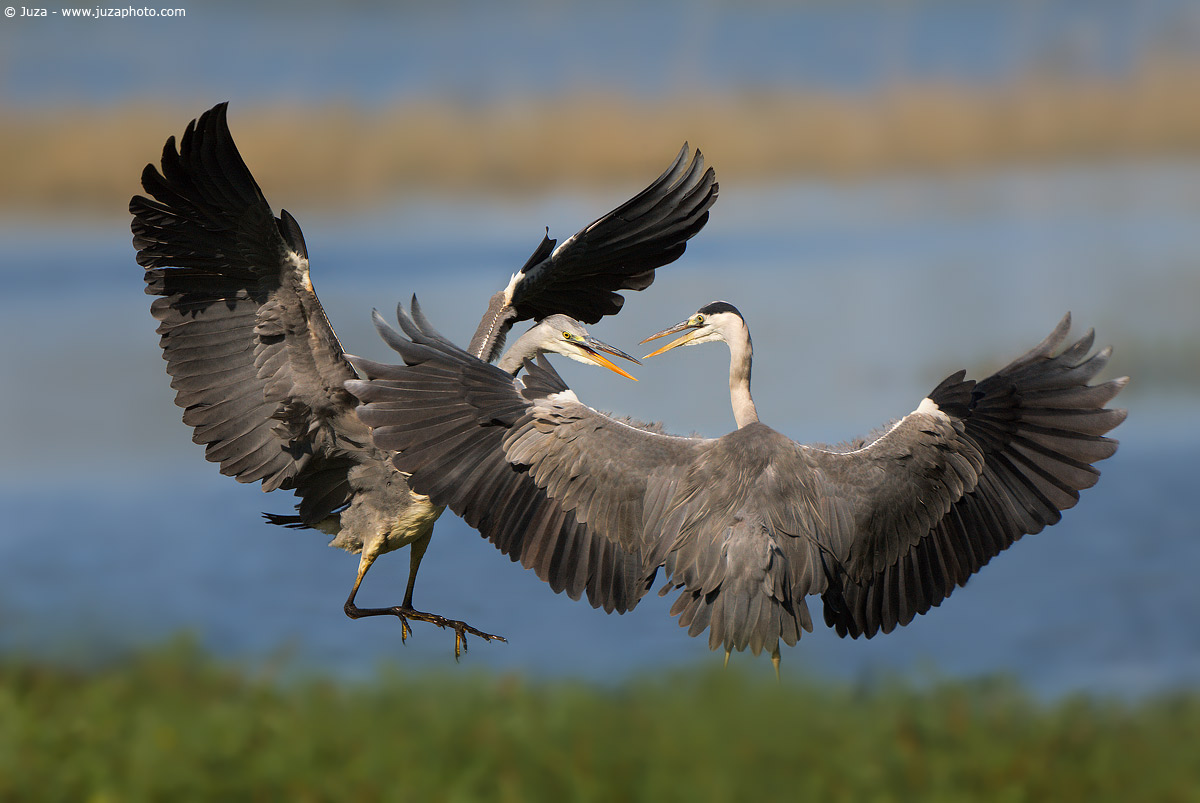 Ardea cinerea (Airone Cenerino), 008576
