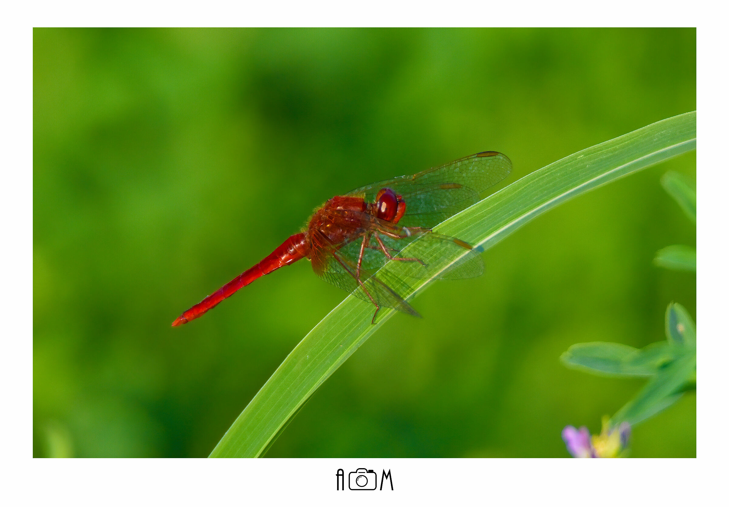Libellula rossa (Simpetro sanguineo) - Lombardia - Agos