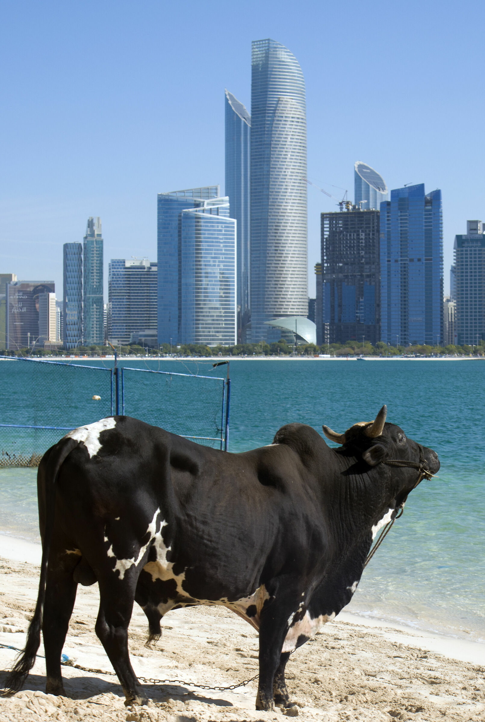 A bull in Abu Dhabi