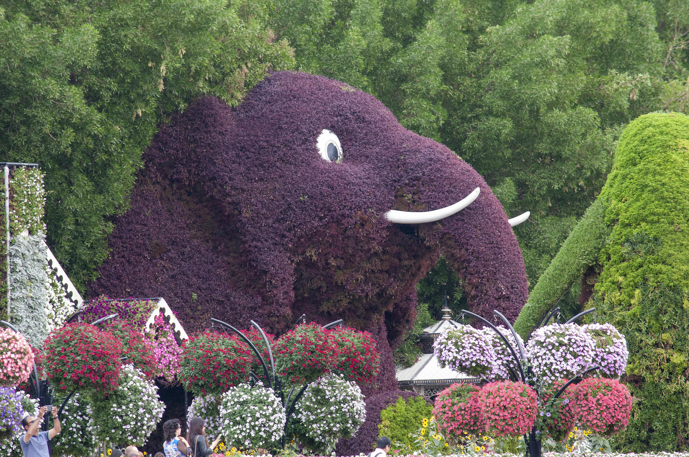 Elephant at Miracle Garden in Dubai