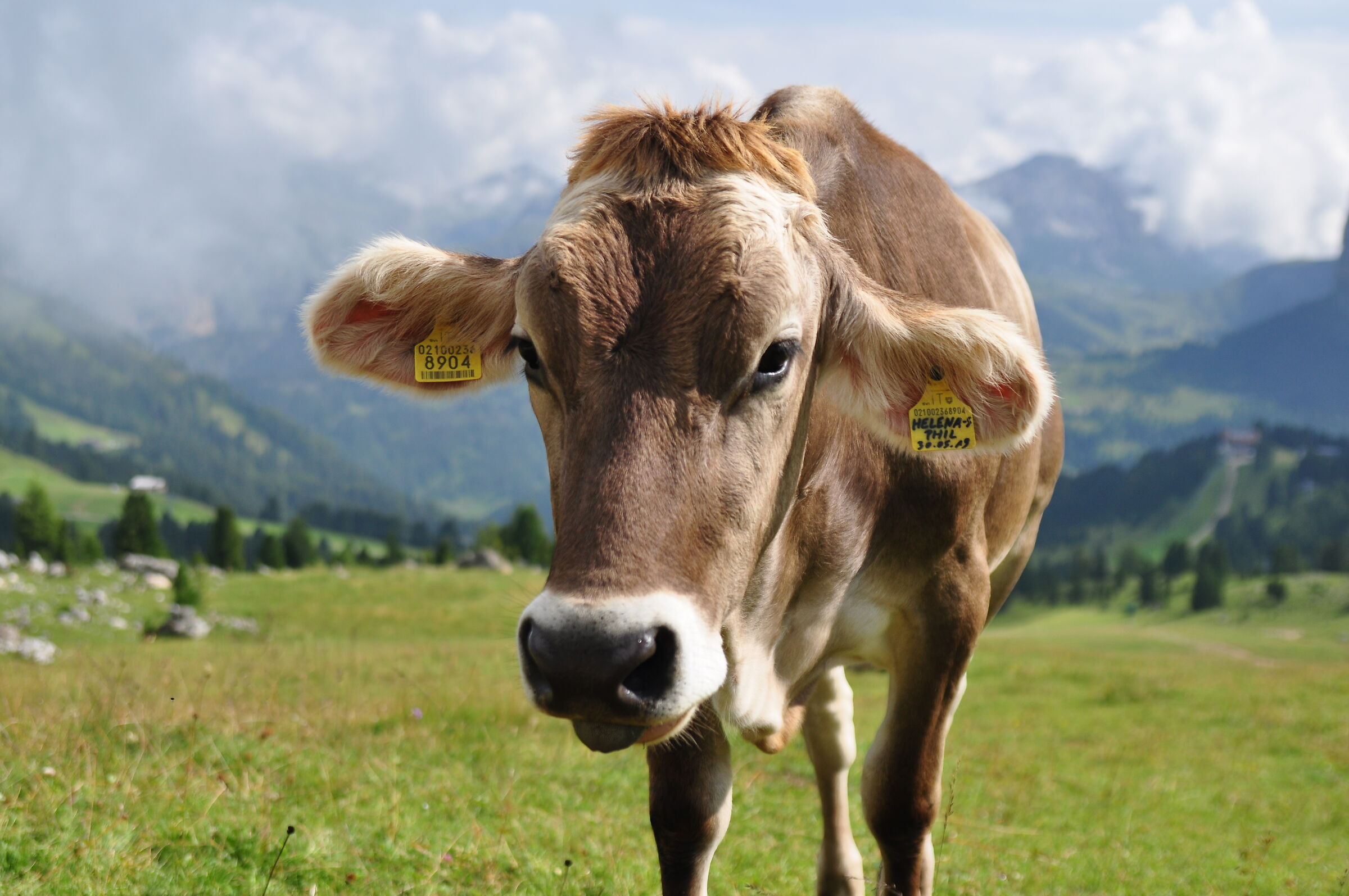 La mucca fotomodella