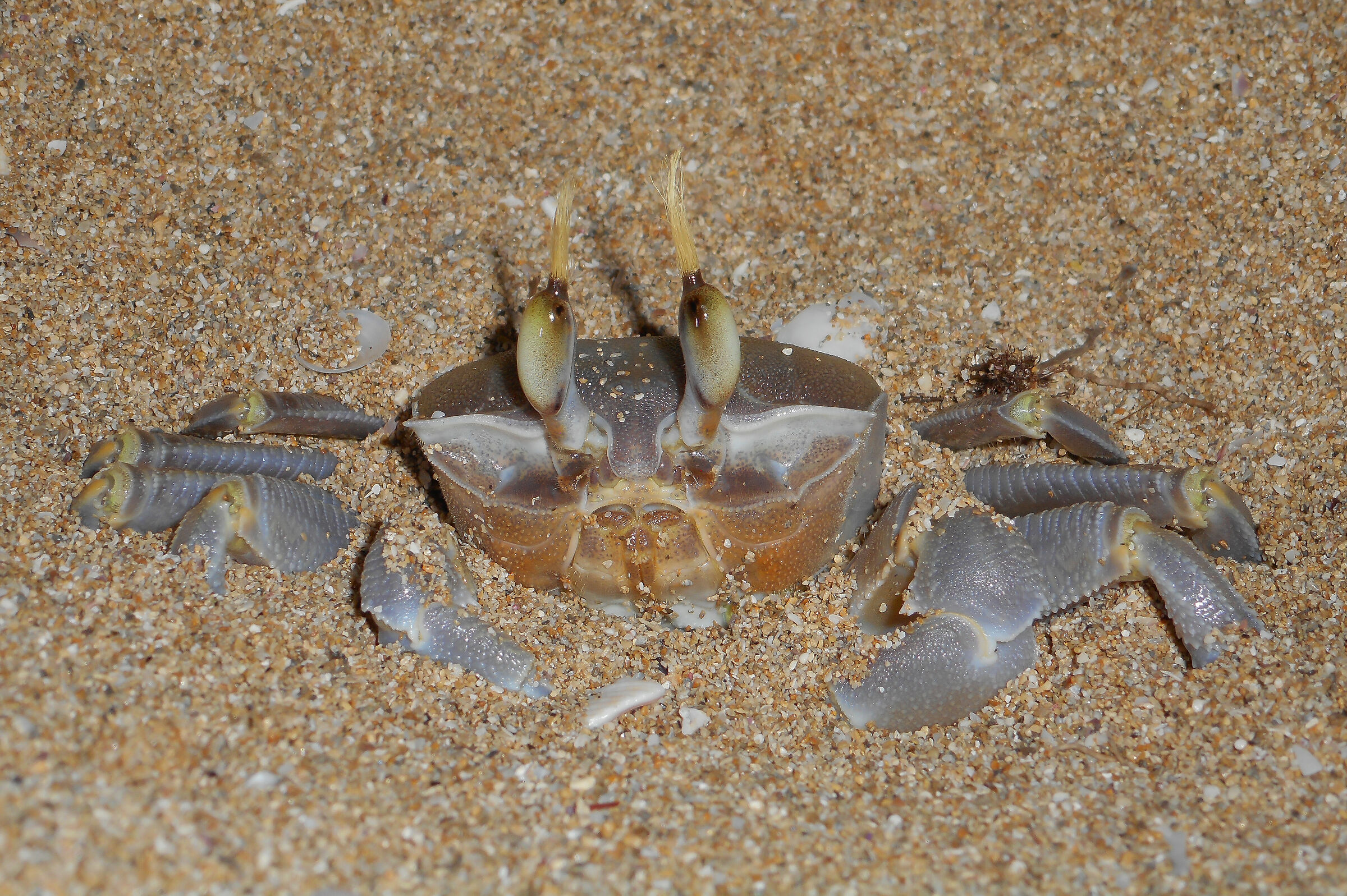 Ghost crab