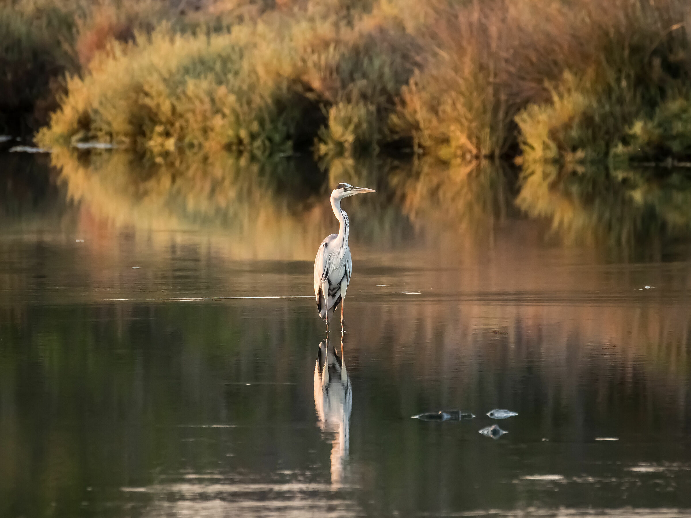 Airone Cenerino all'alba