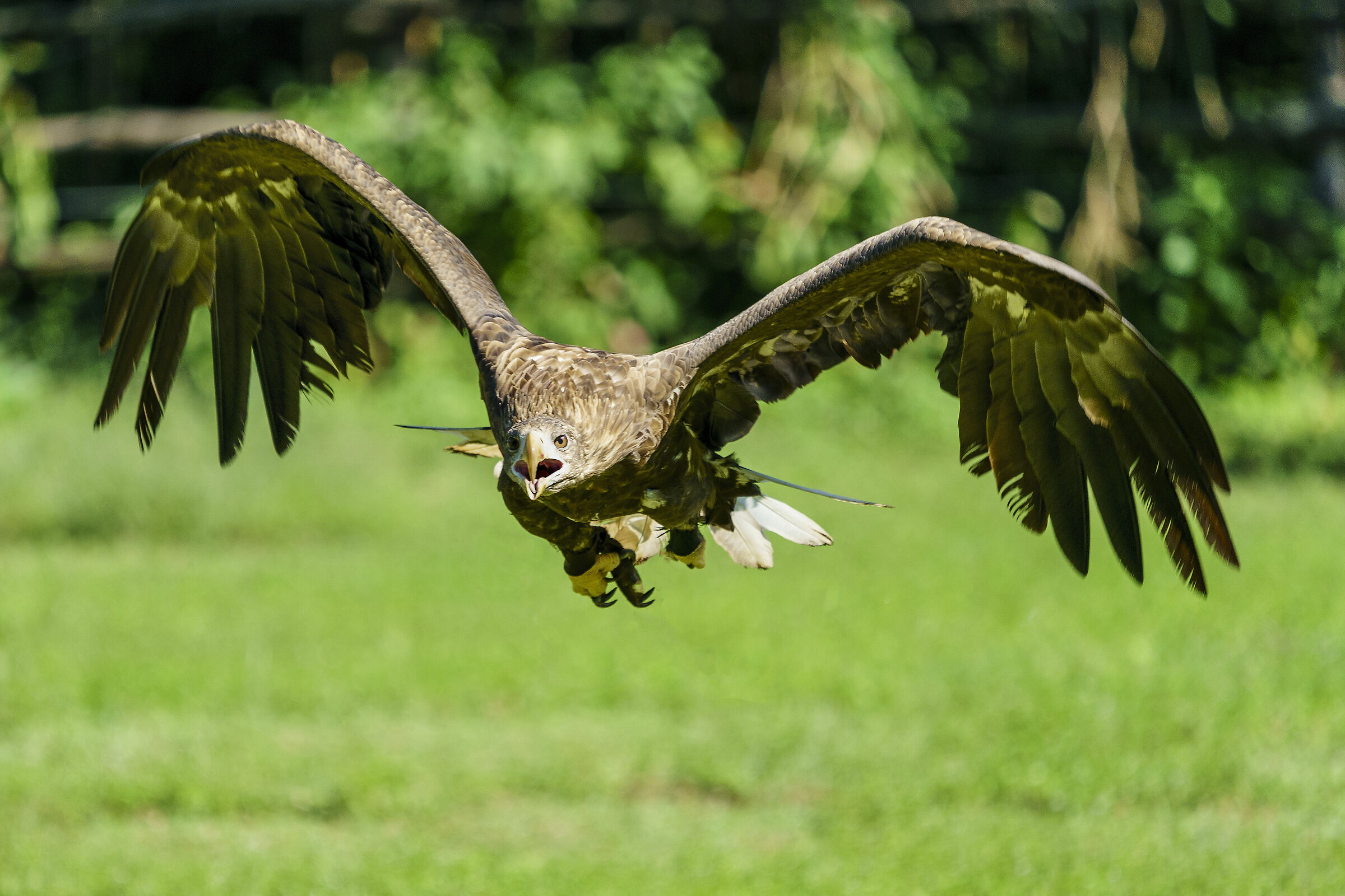 White-tailed eagle