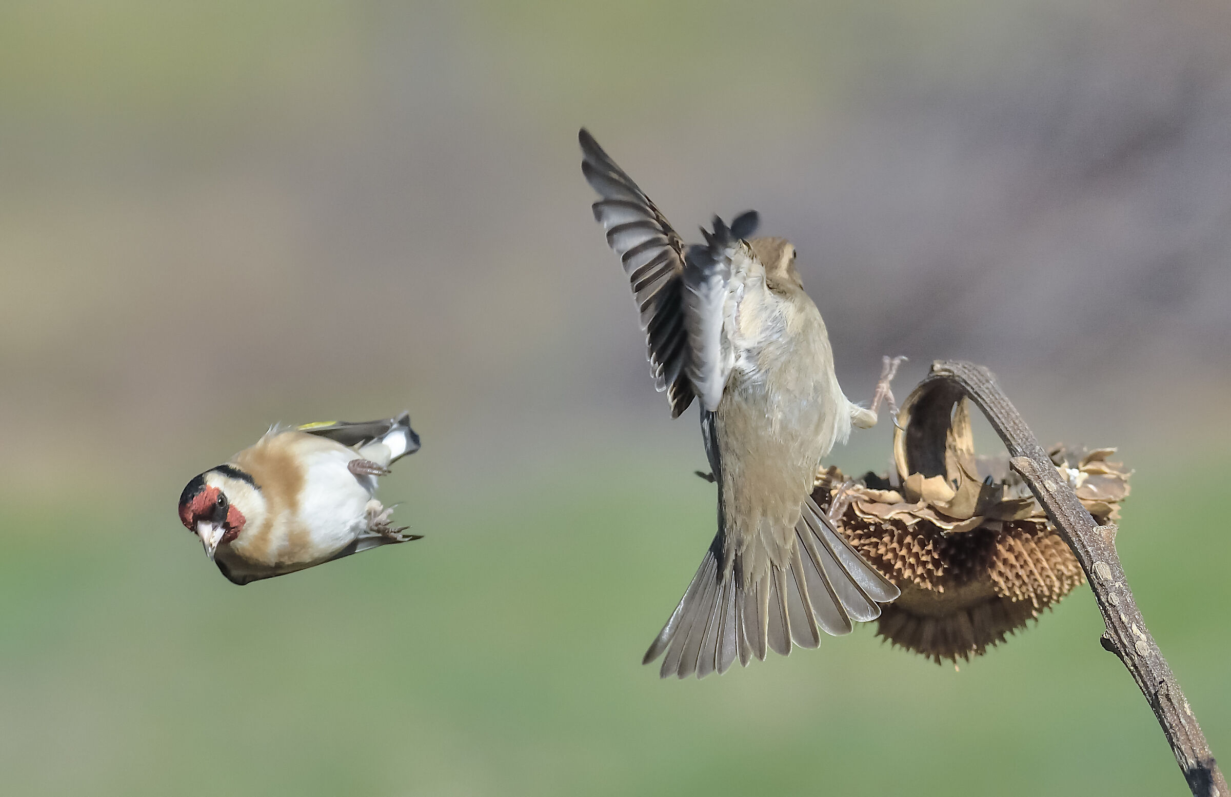 verdone e cardellino