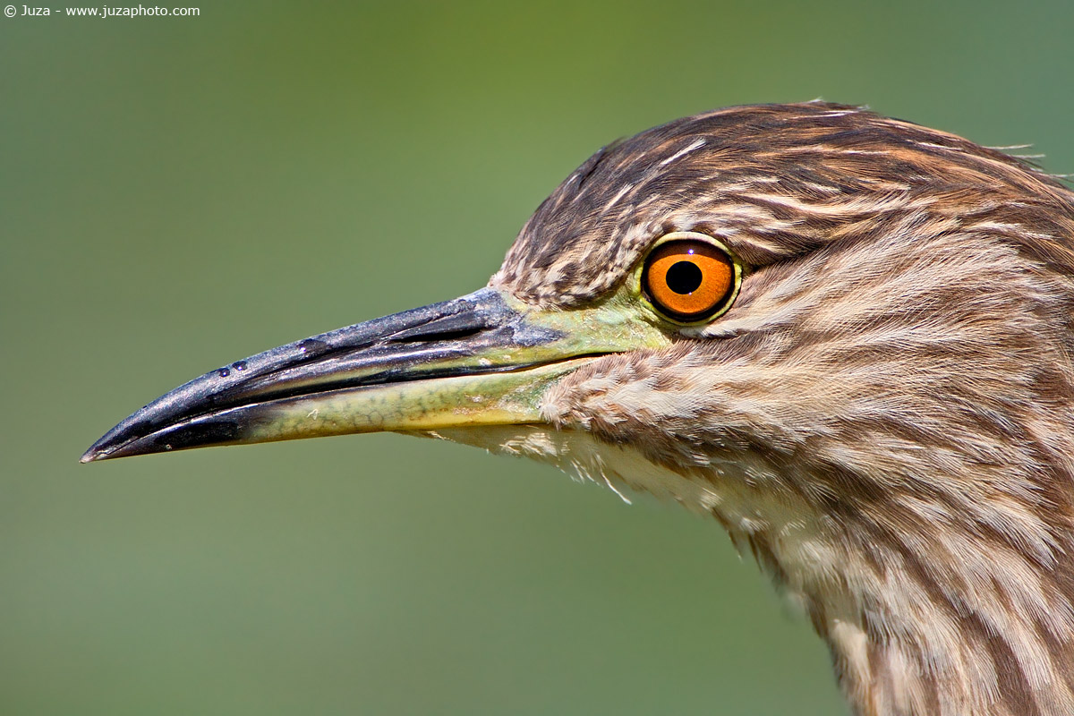 Nycticorax nycticorax (Black Crowned Night Heron), 002582