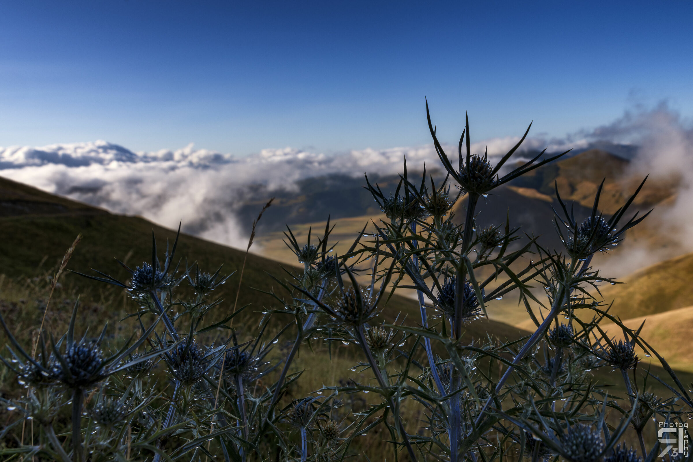 Fiori montani con rugiada