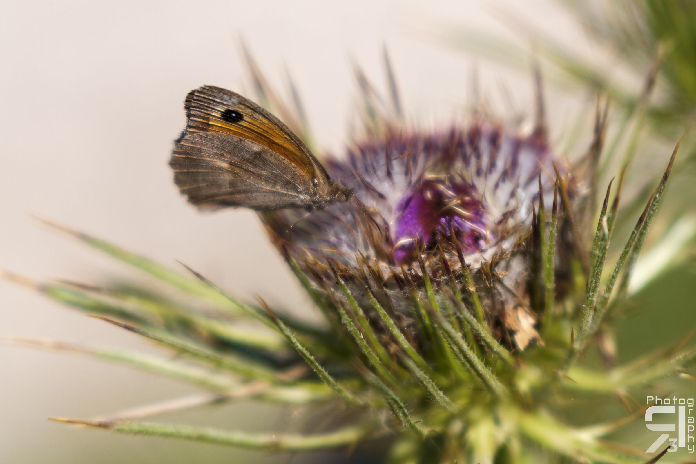 Butterfly on flower