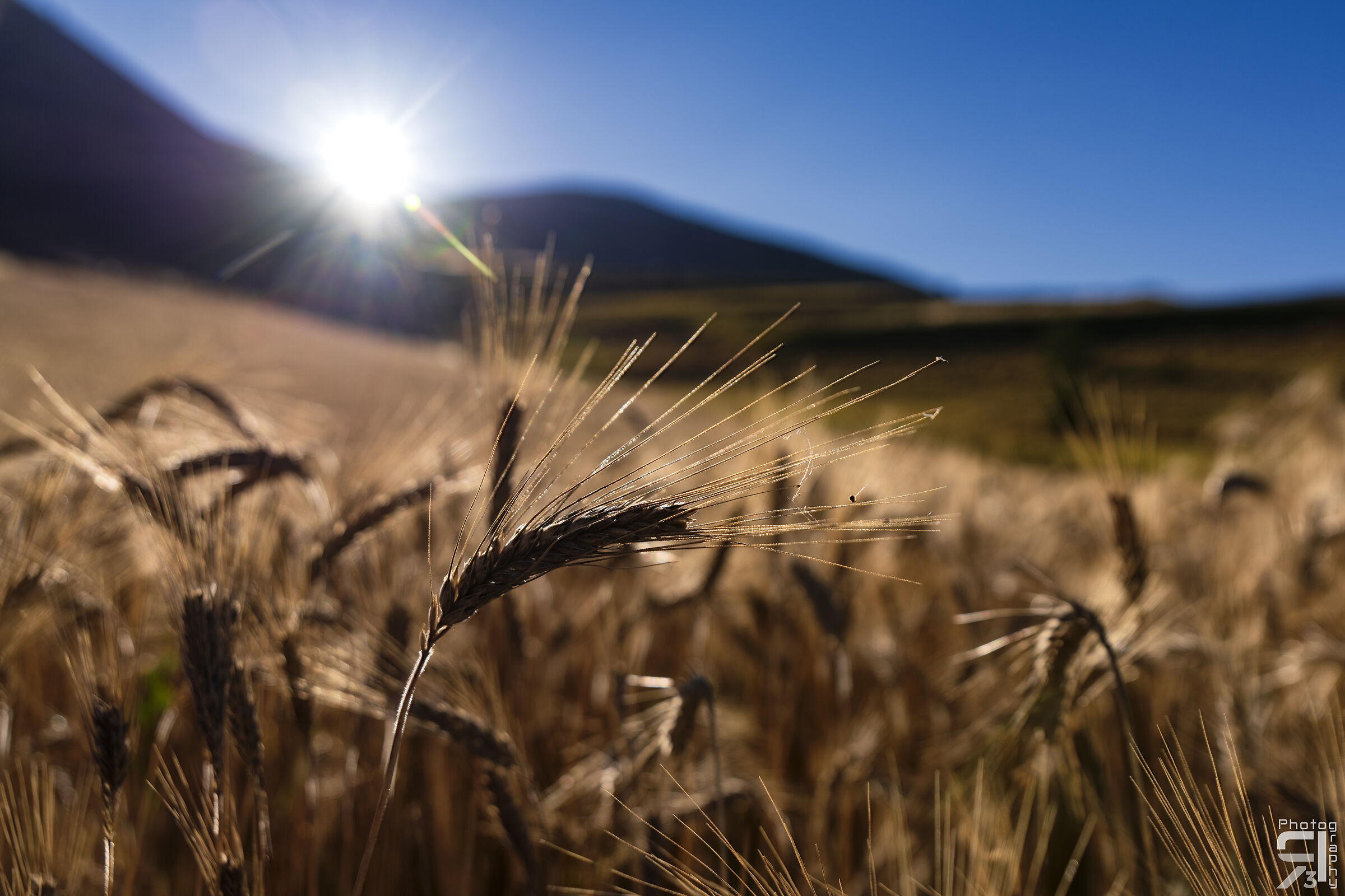 Sun-kissed golden spiga