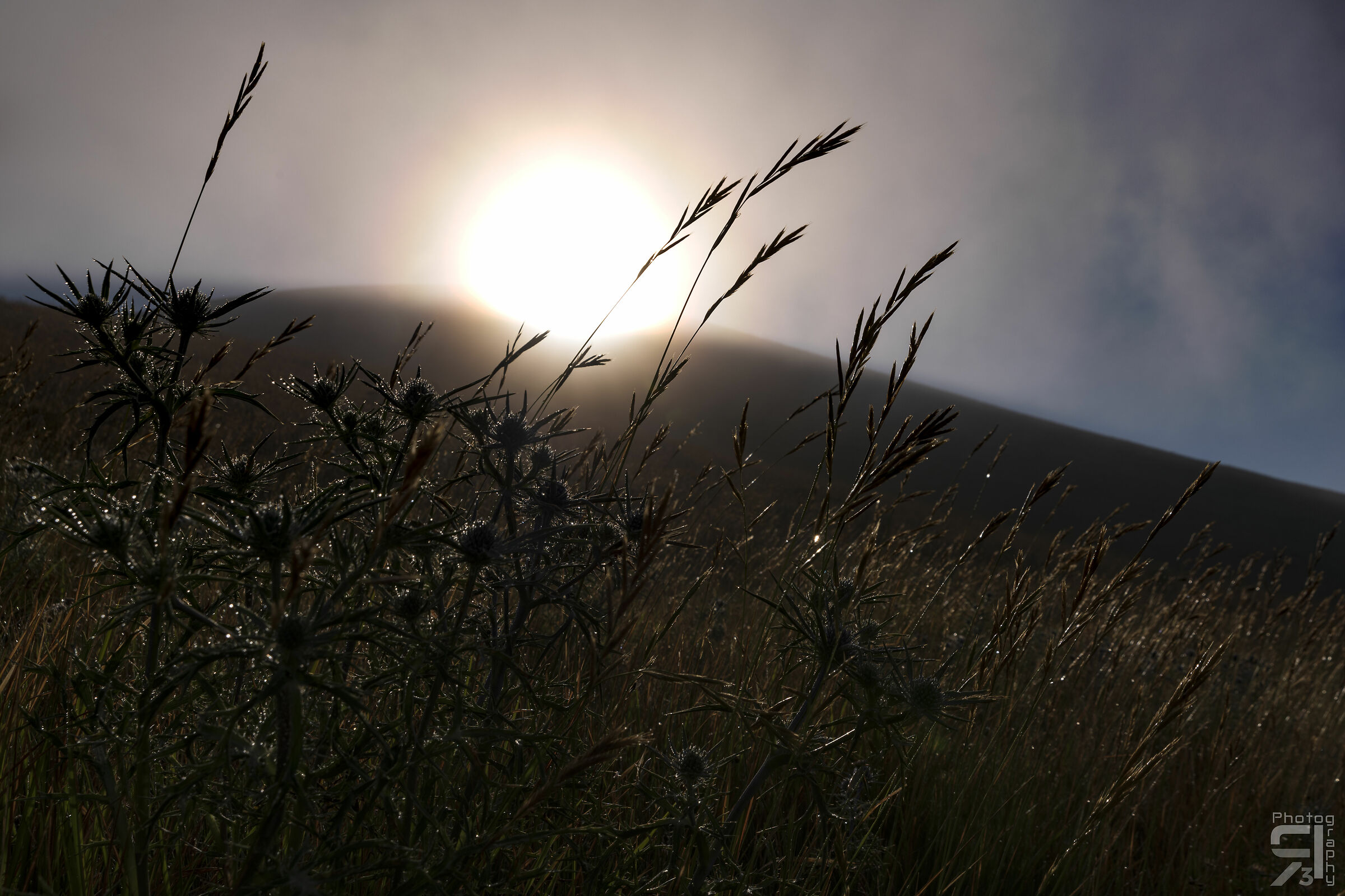 Flowers with dew at dawn